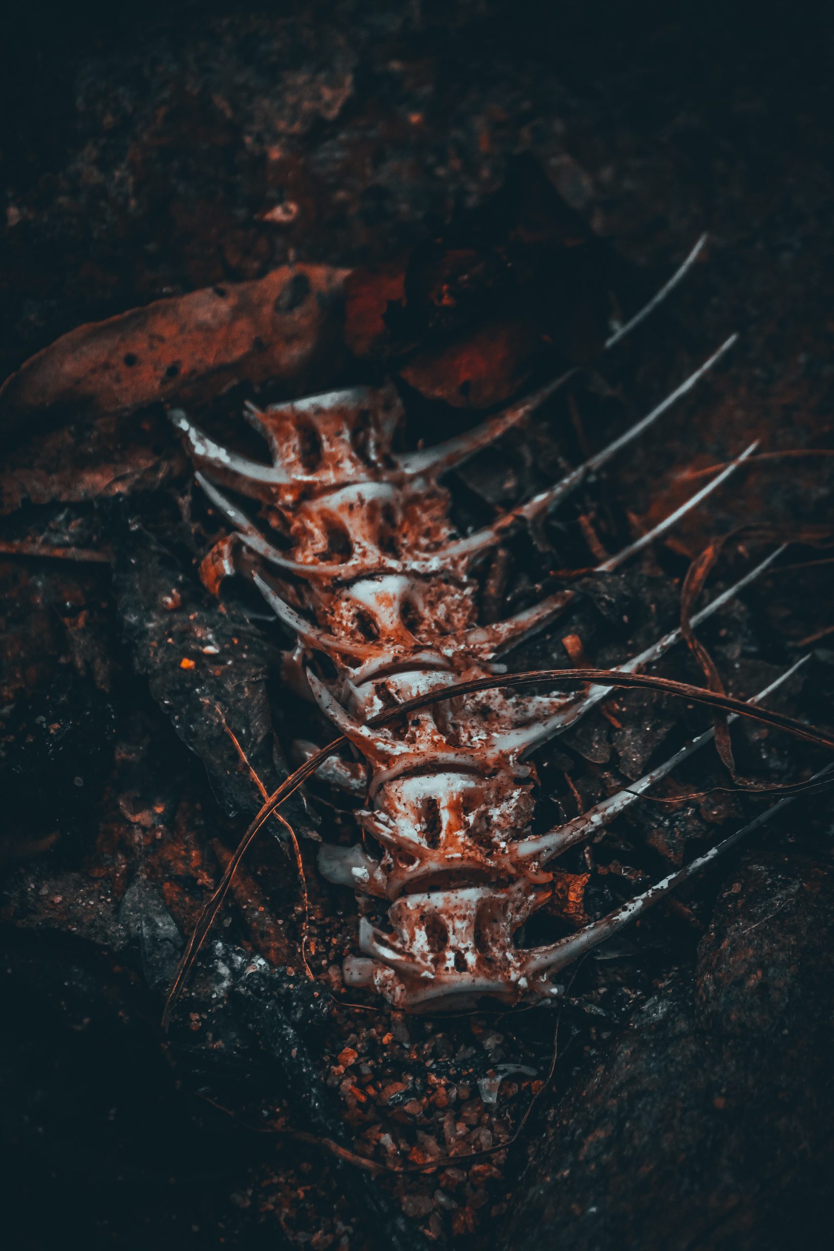 Bones of a creature