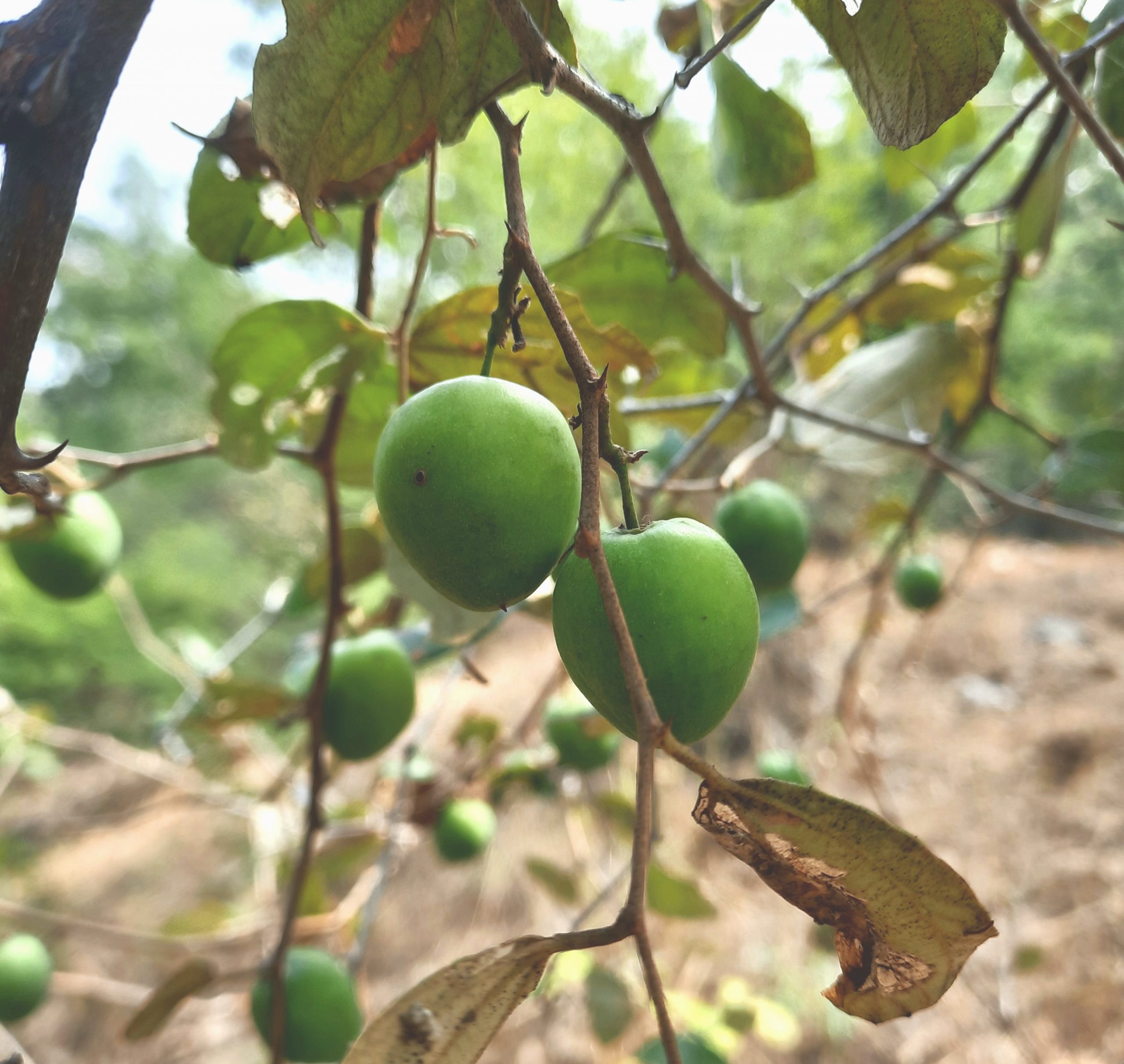 A fruit plant