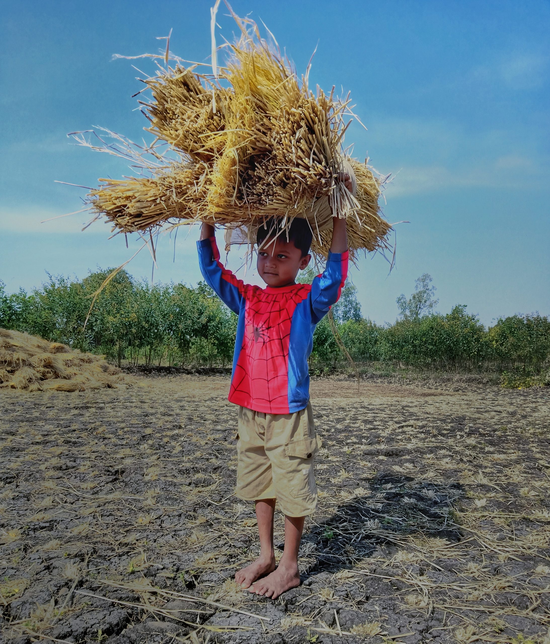 A little boy carrying rice plants