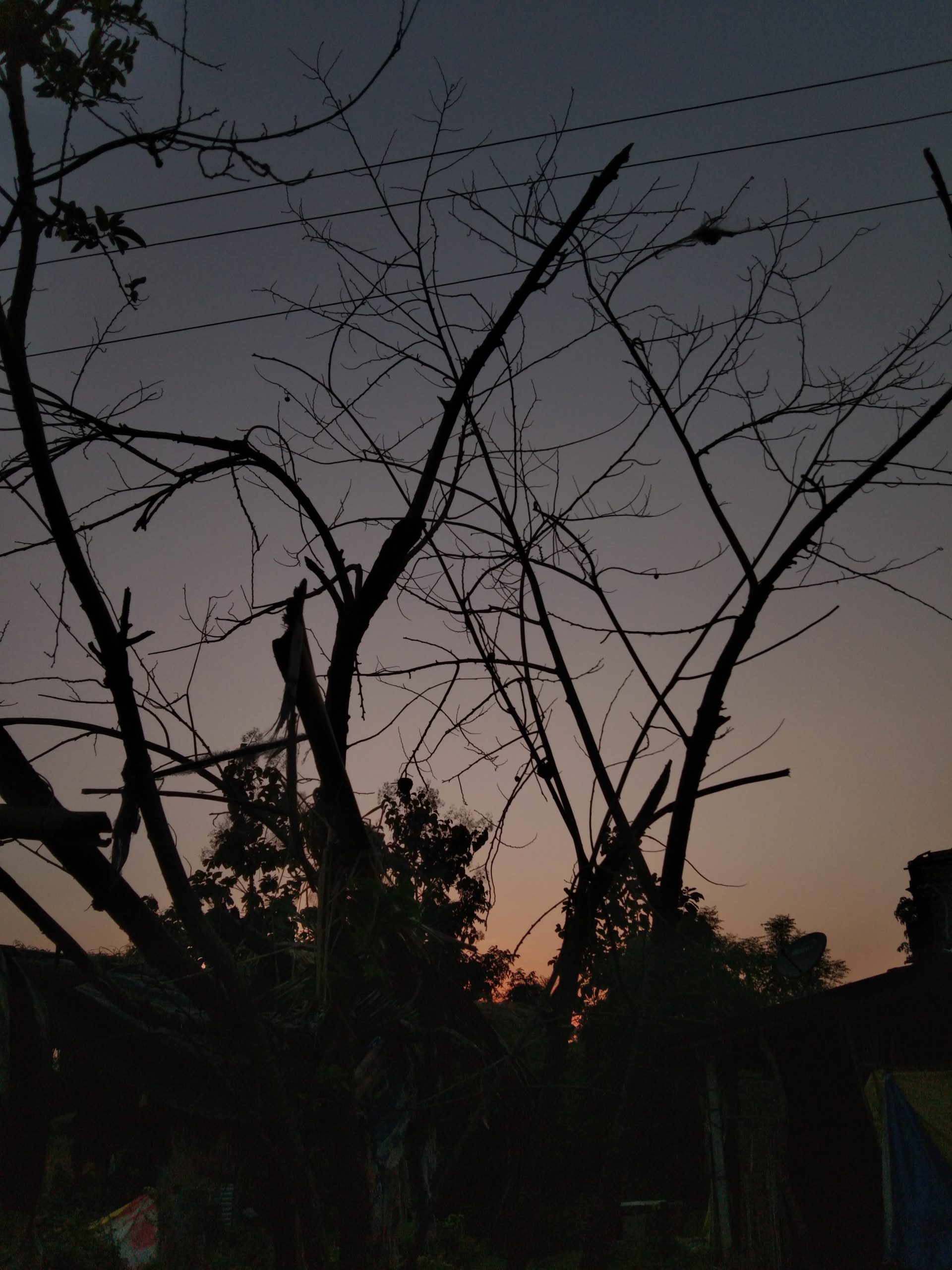 Branches of a dry tree during evening