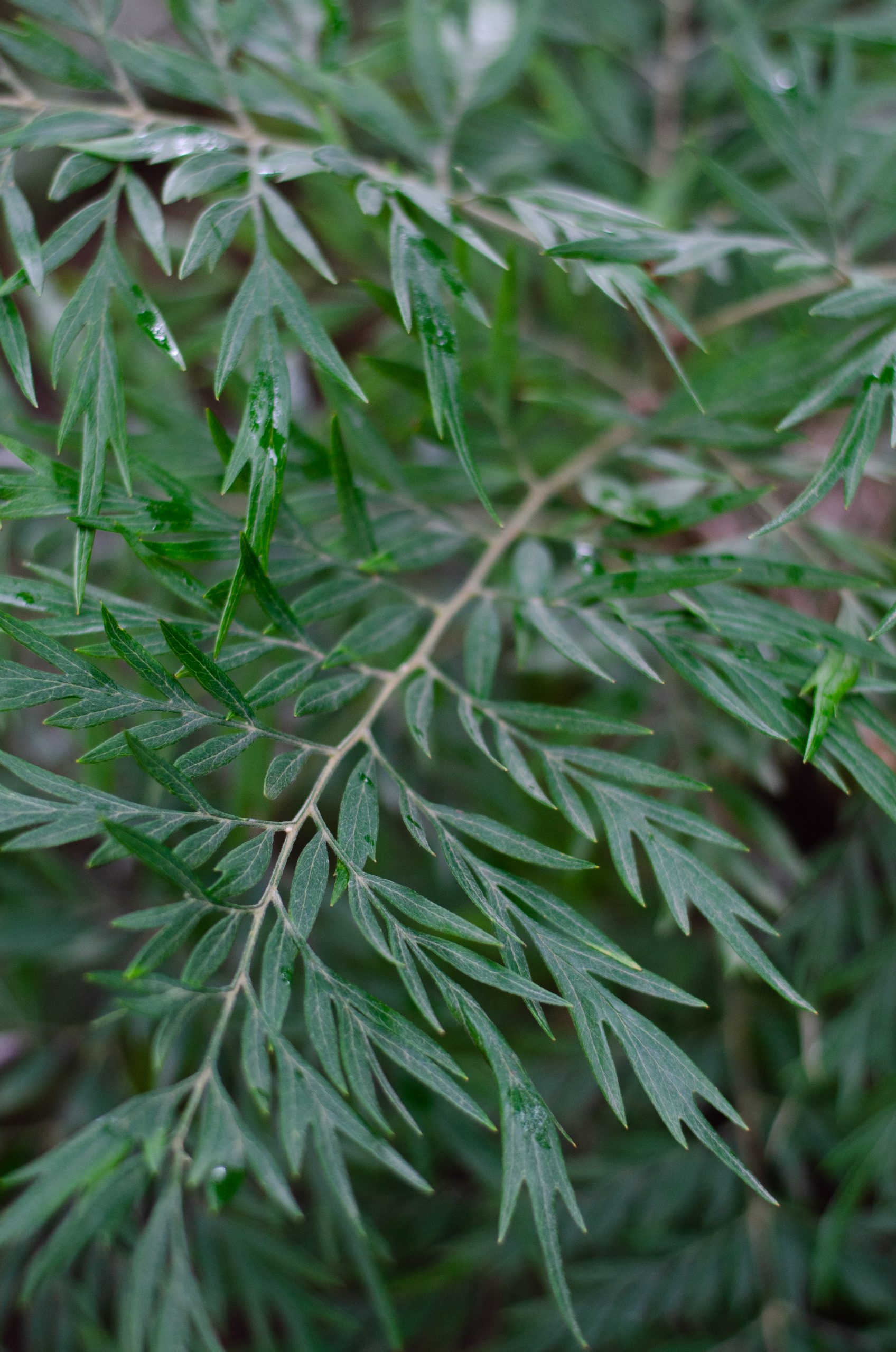 Branches of a tree