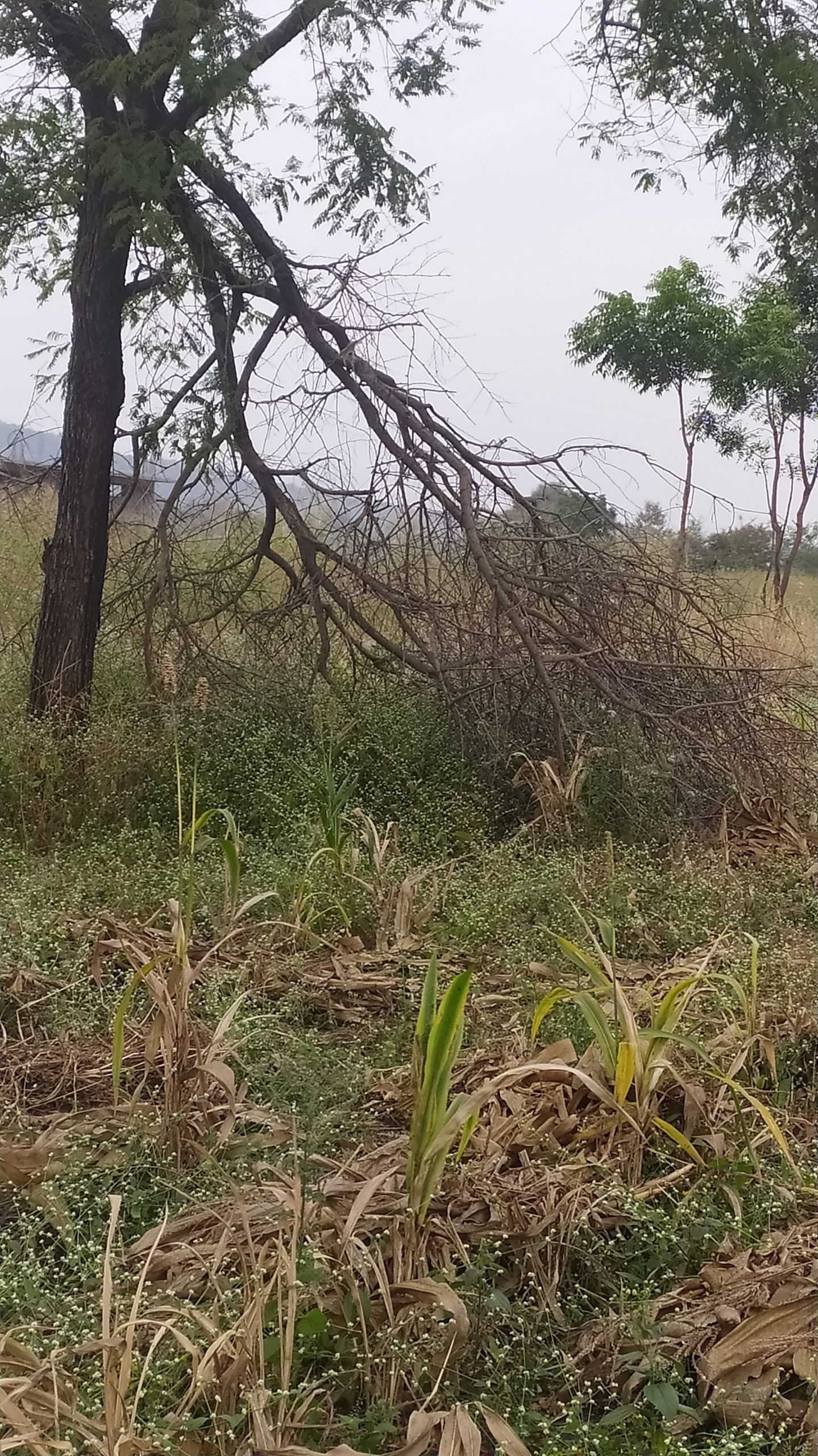 A broken branch from tree