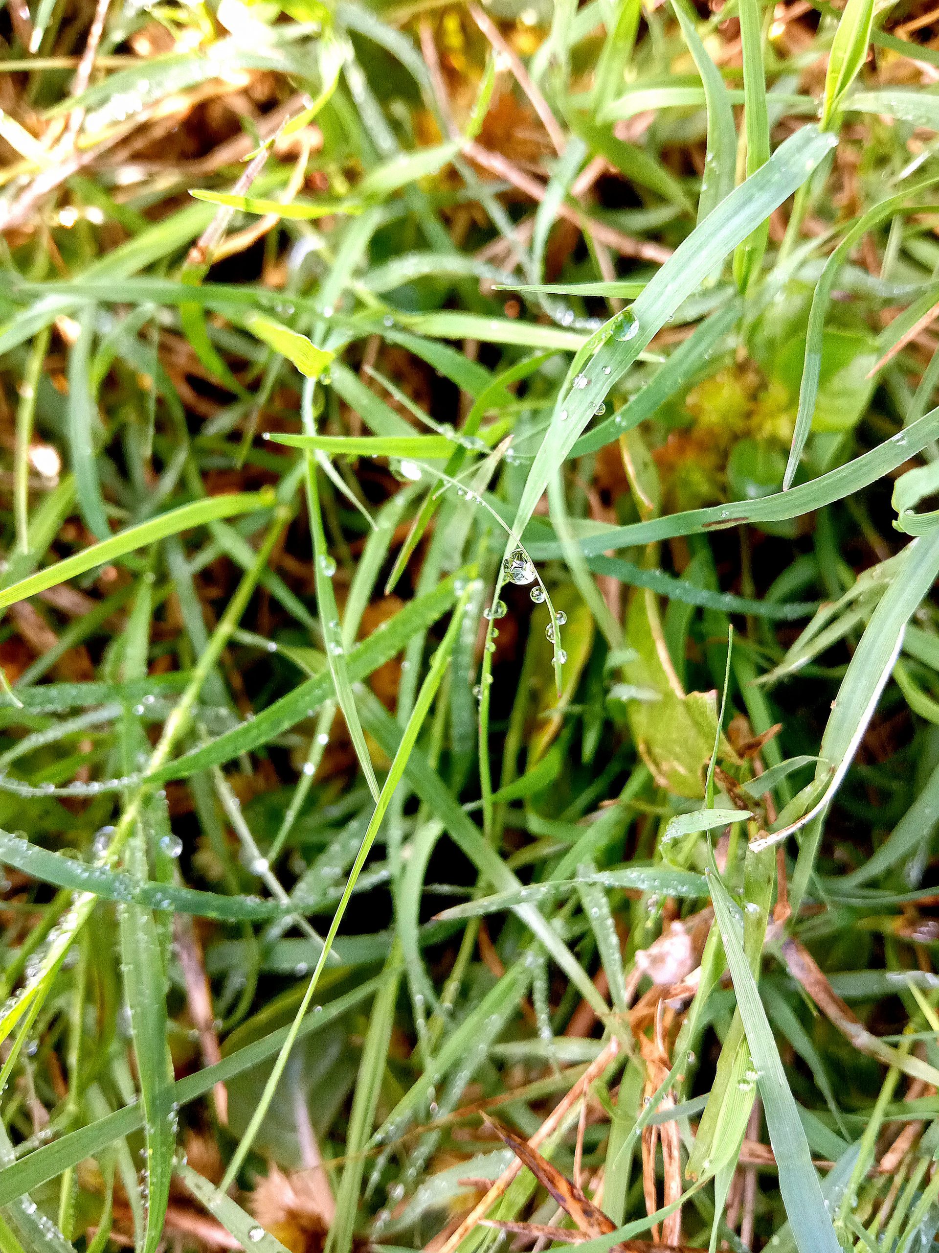 Water drops on grass