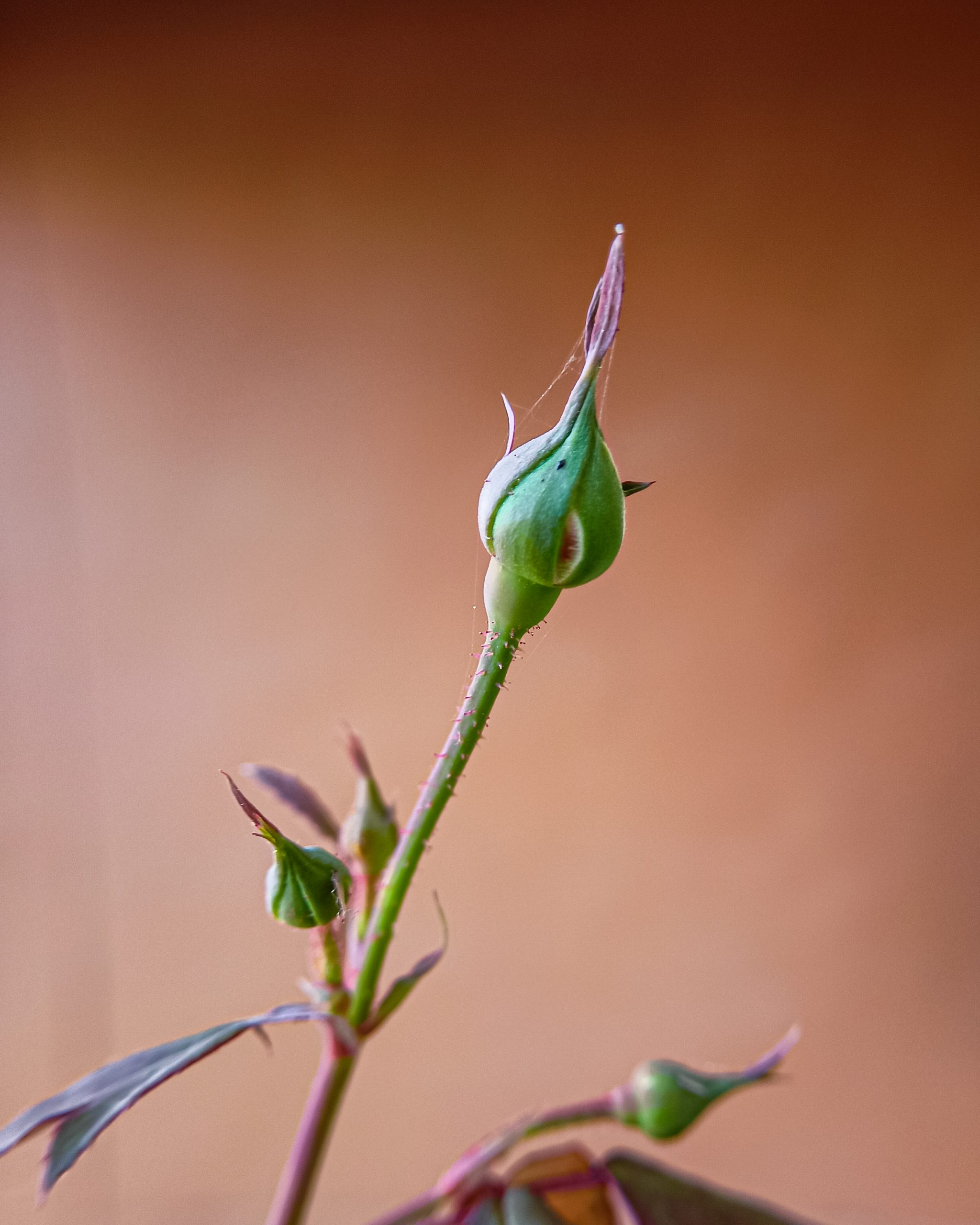 Bud of a rose