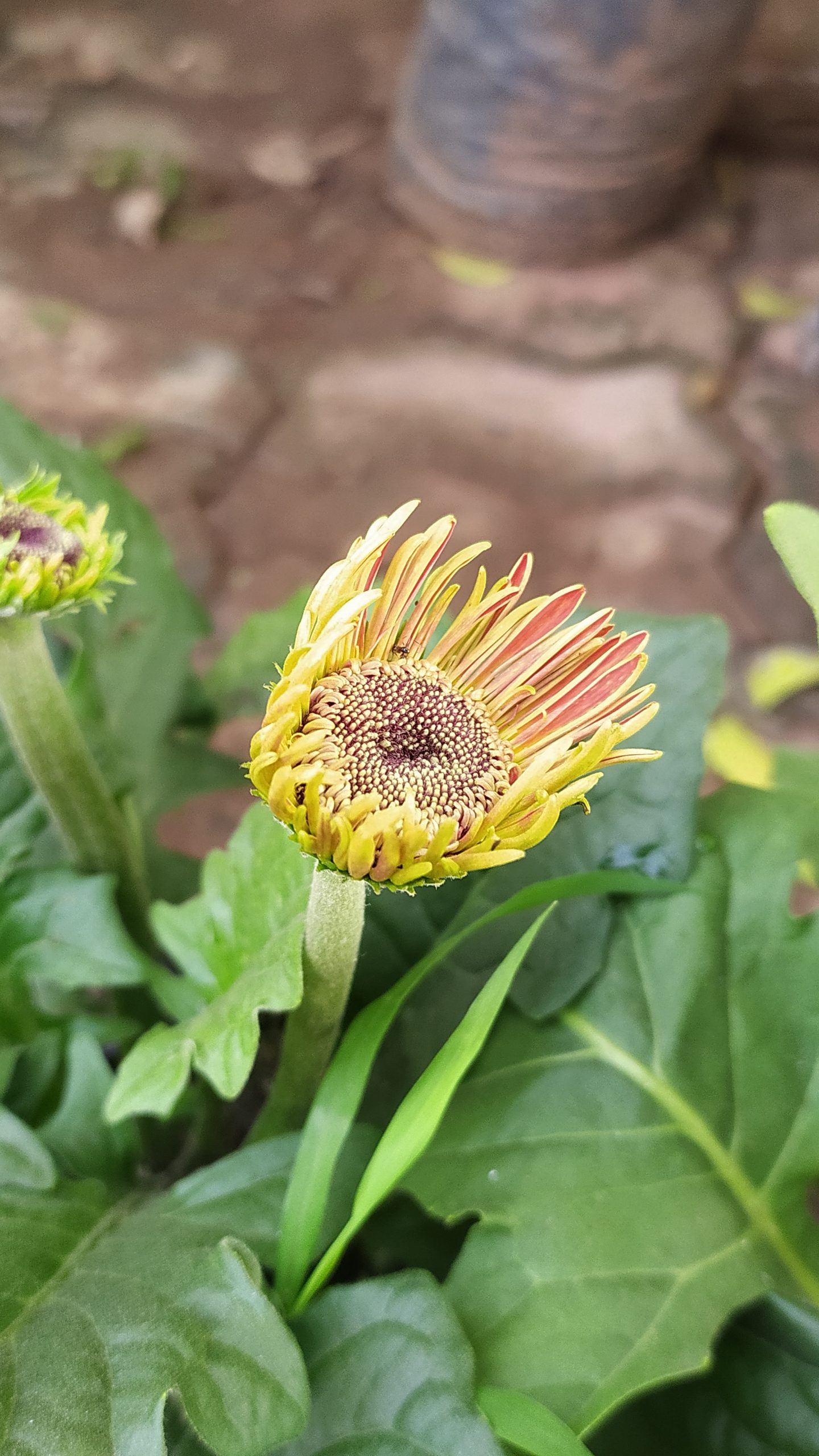 Flowering plant