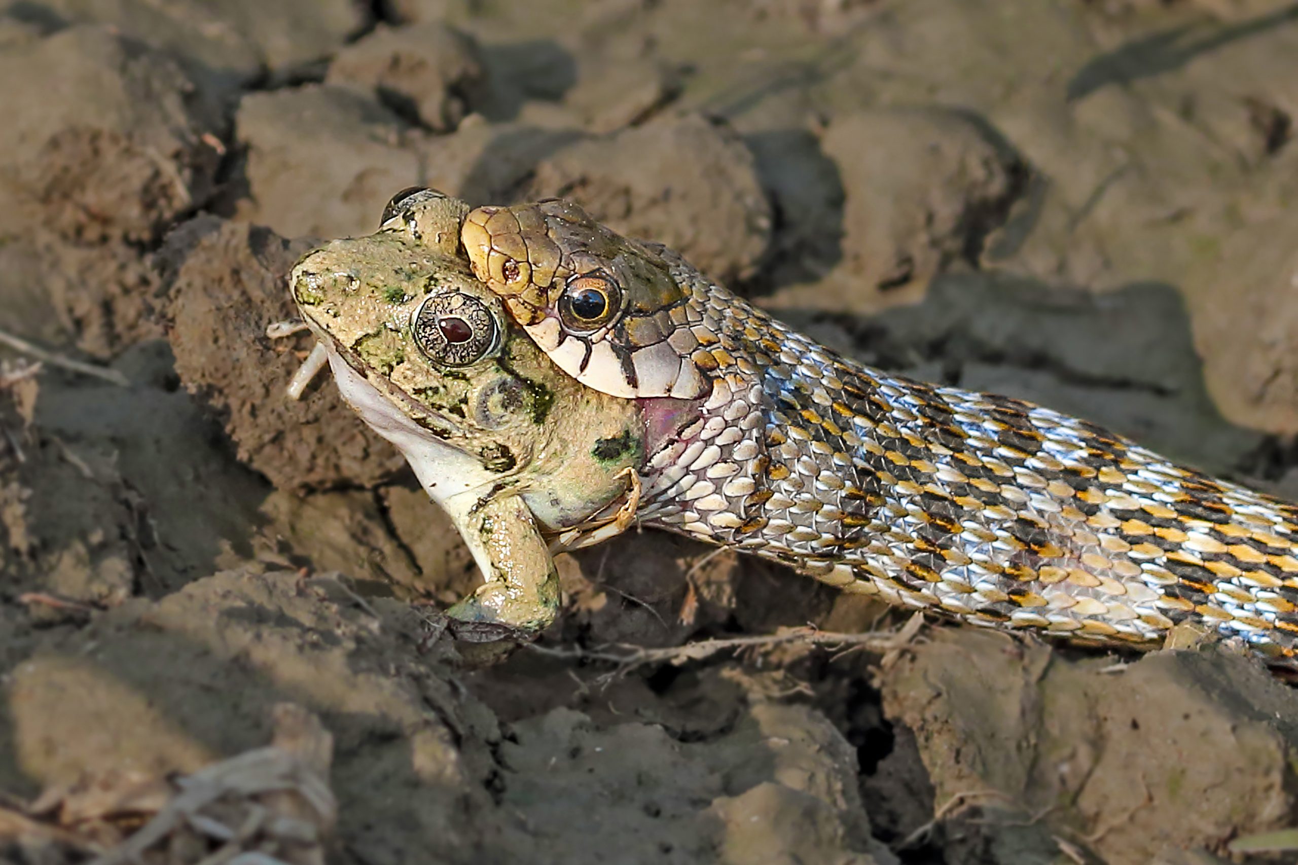 Snake catching a frog in mouth