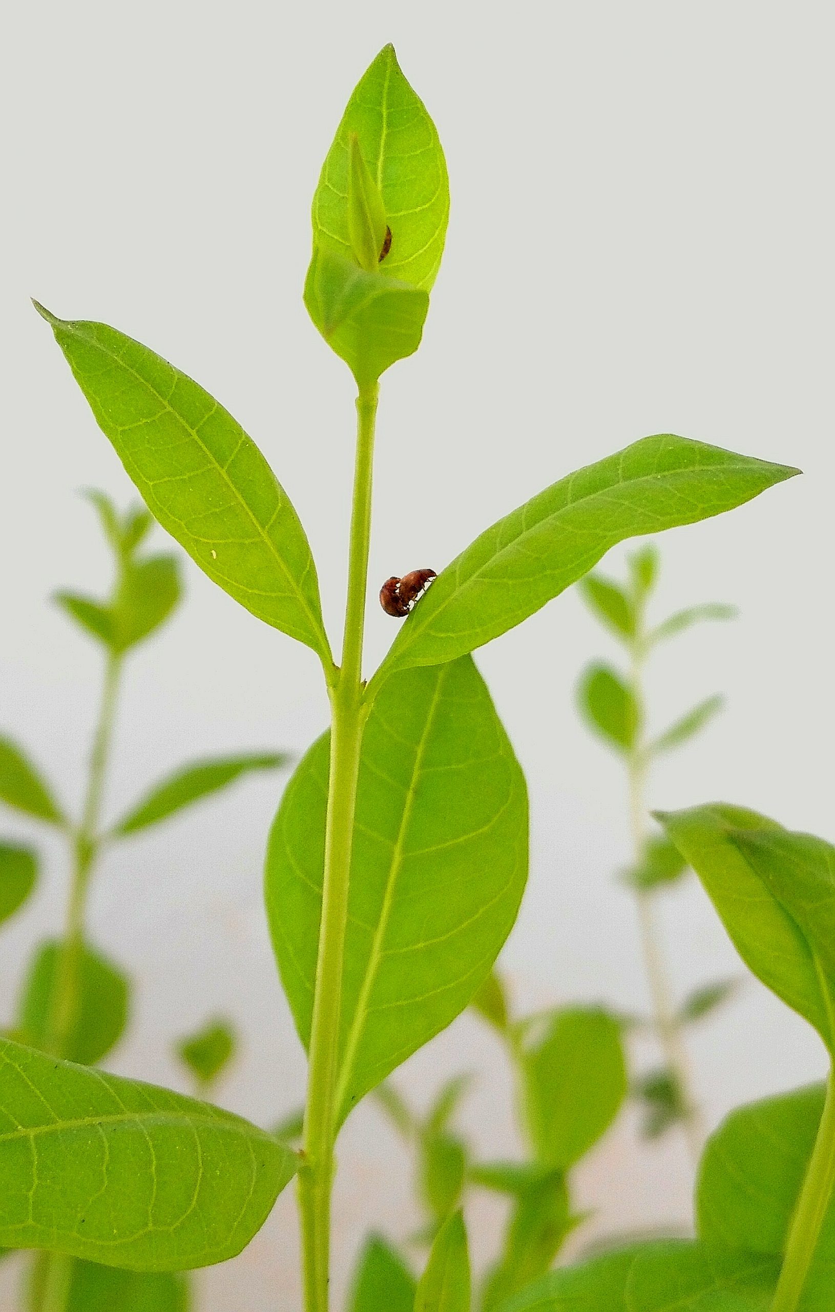 An insect on a green plant