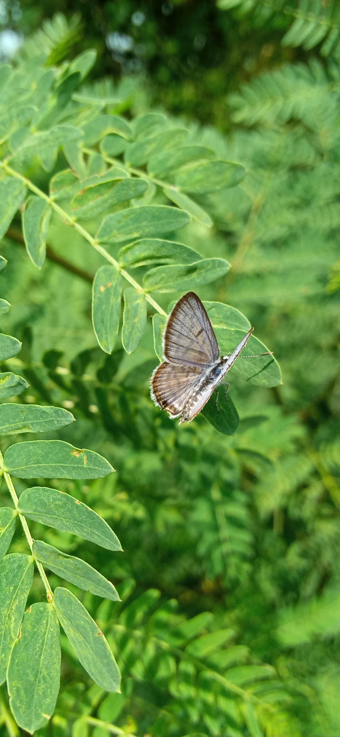 Butterfly on leaf