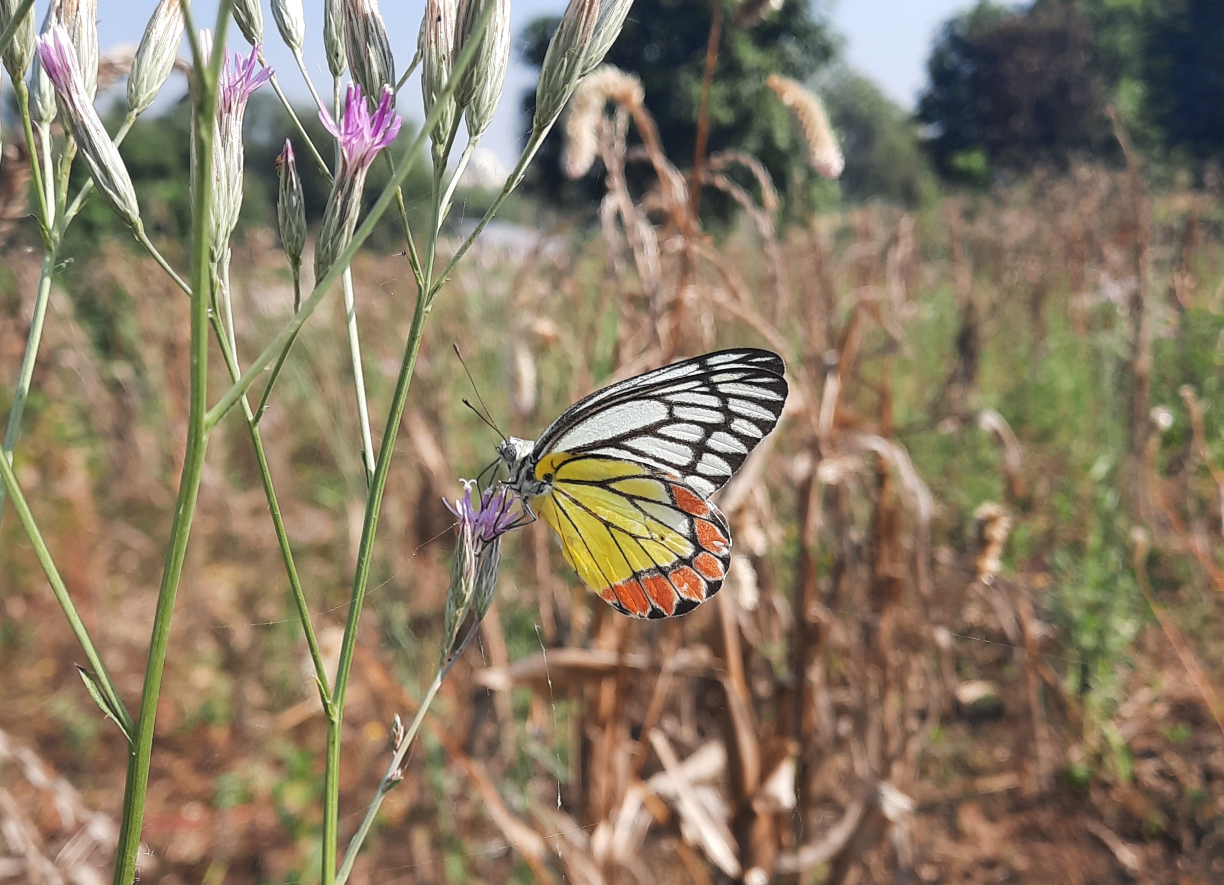 Butterfly