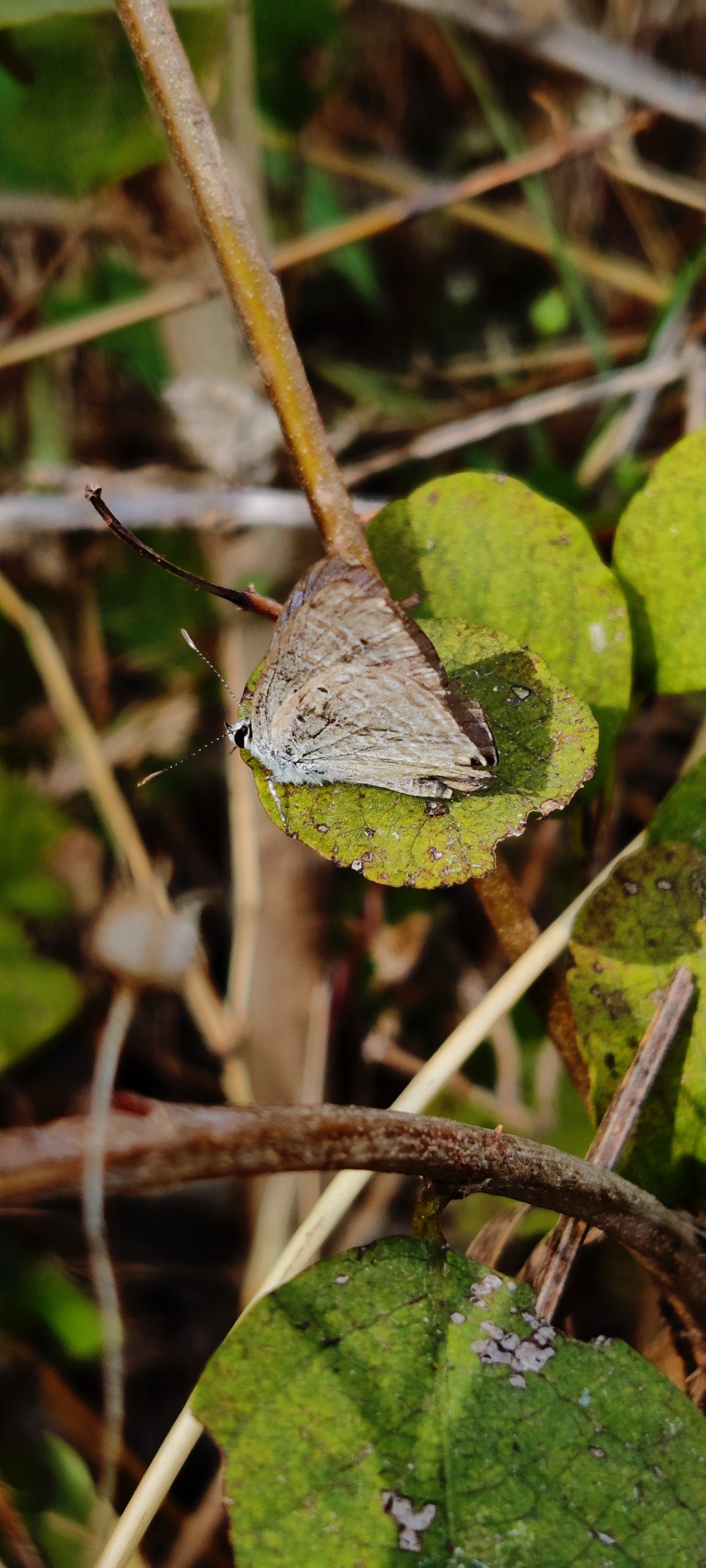 Butterfly on leaf