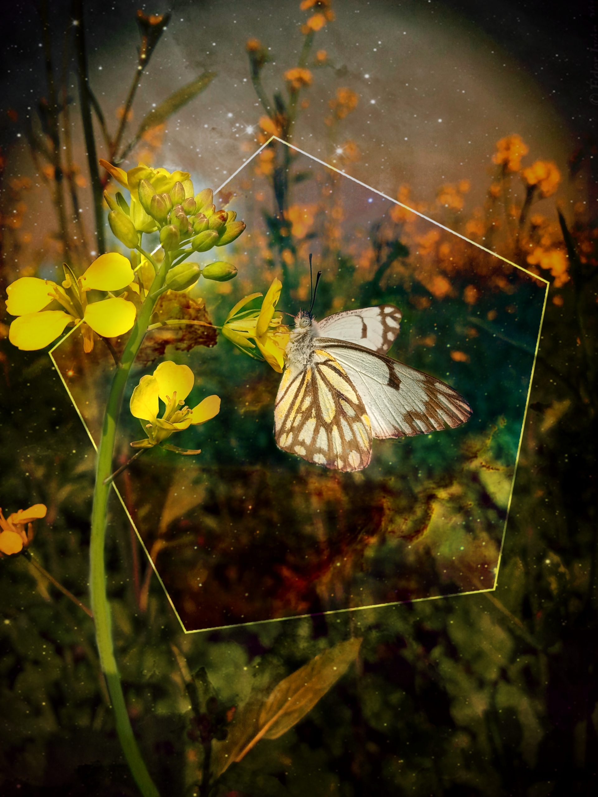 Butterfly on flower