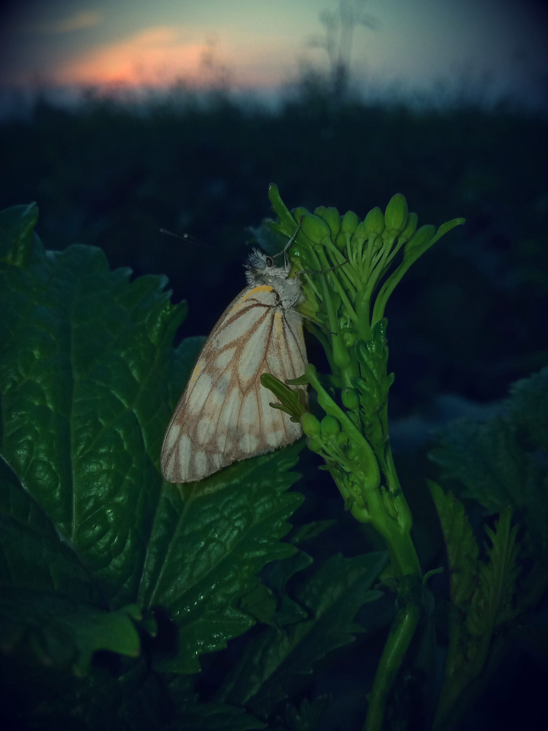 Butterfly on leaf