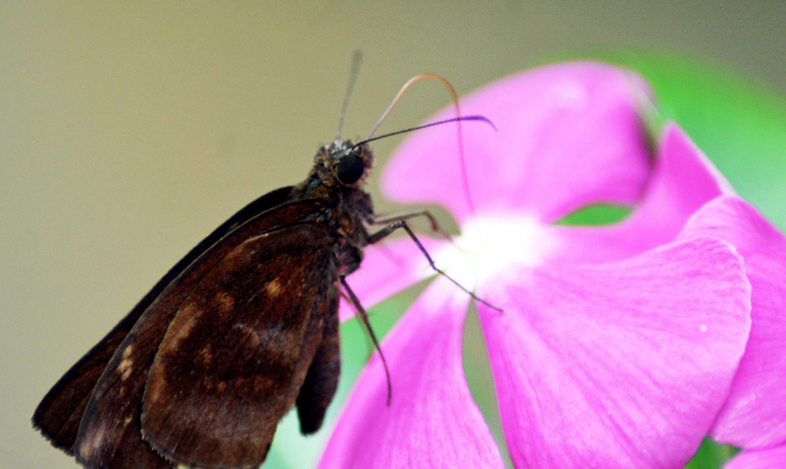 Butterfly on flower