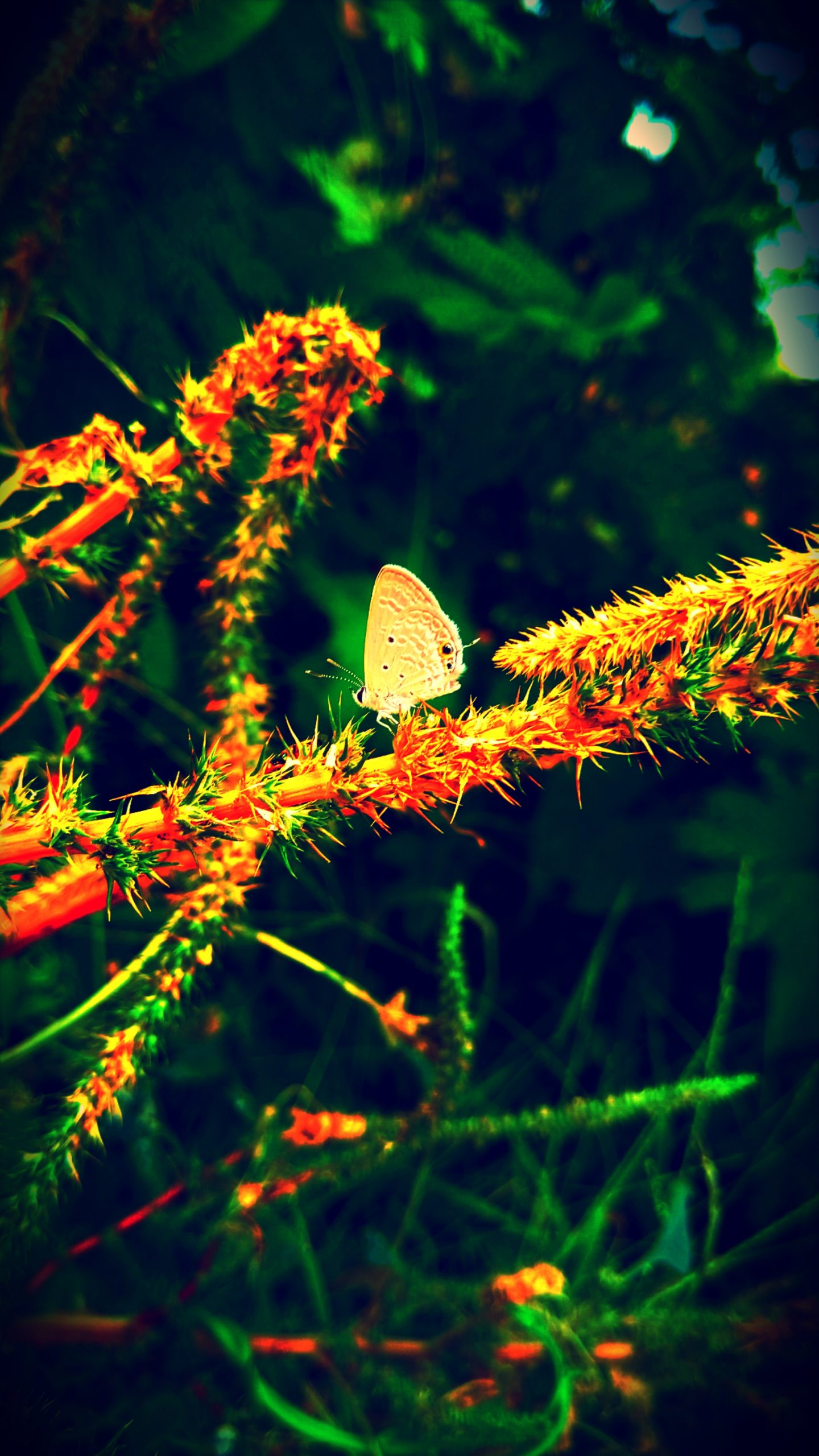 Butterfly Close-up