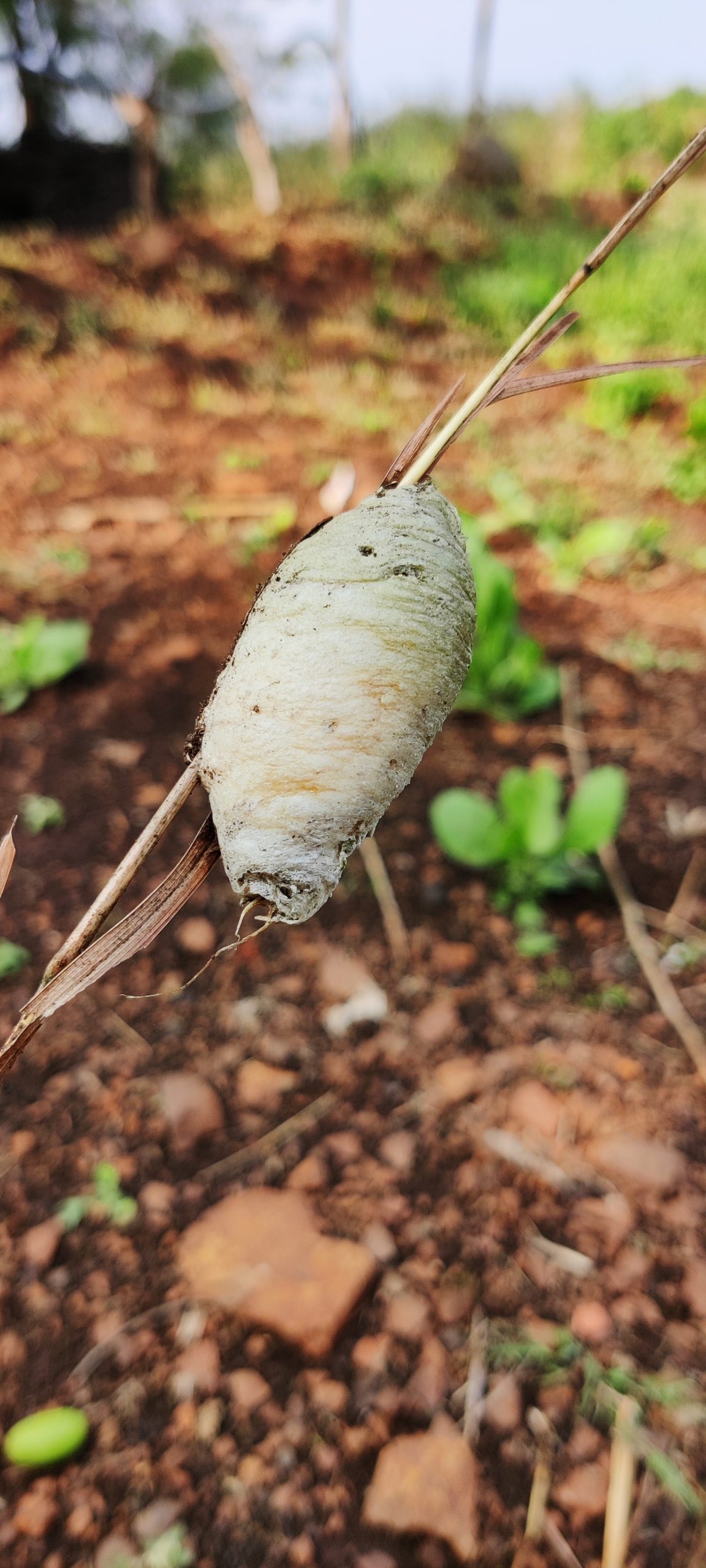 A butterfly pupa