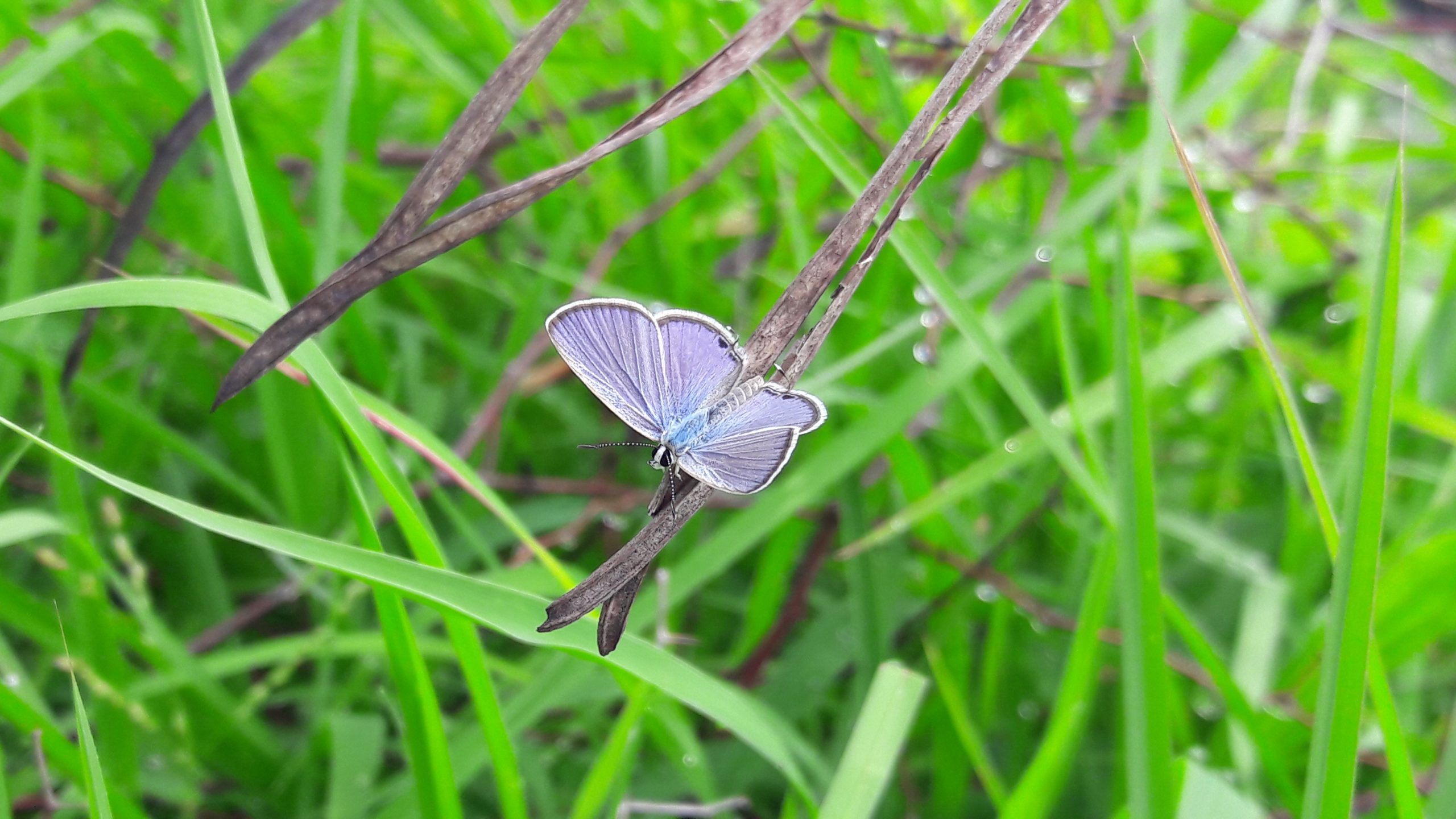 Butterfly on grass