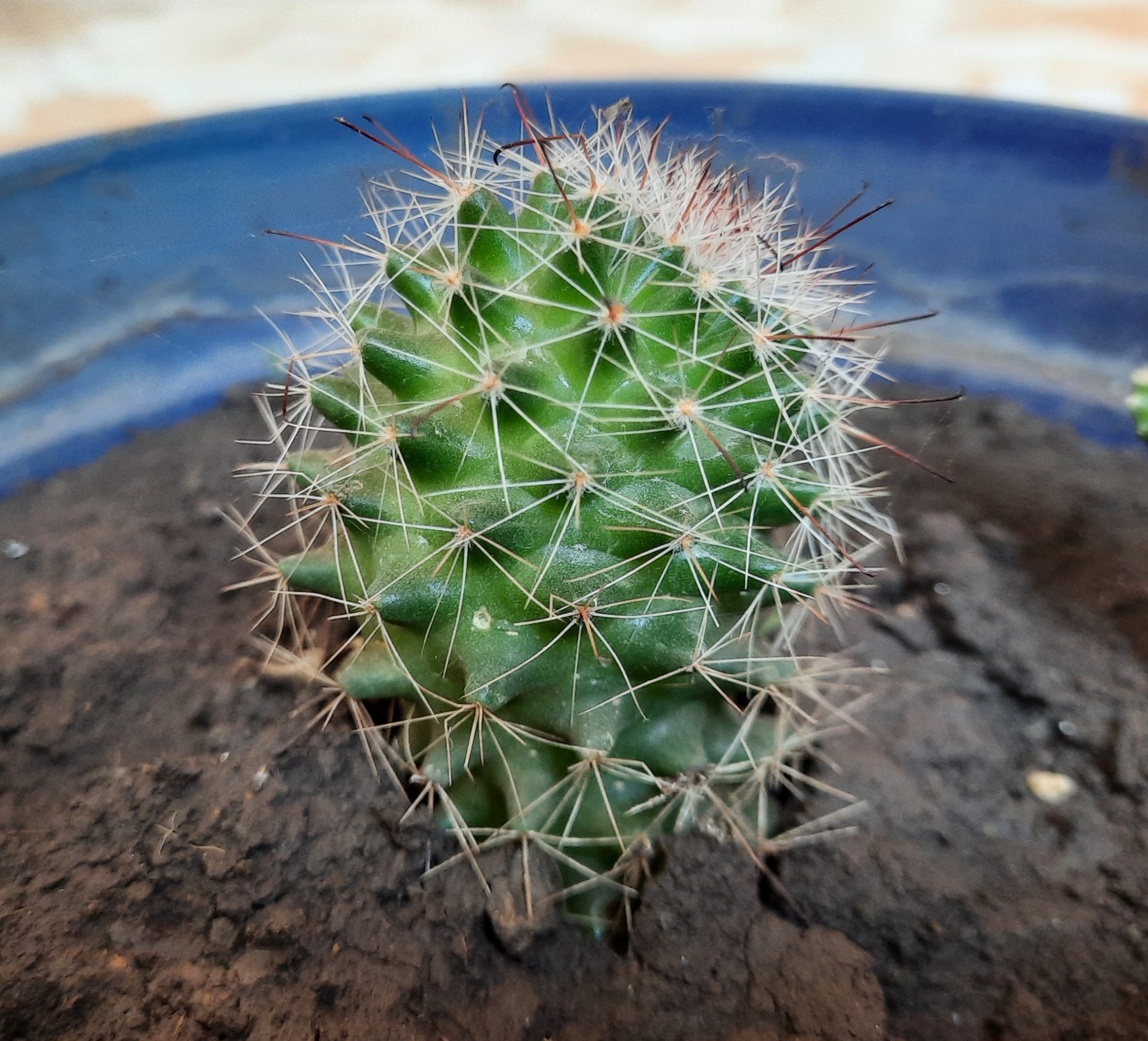 Cactus plant