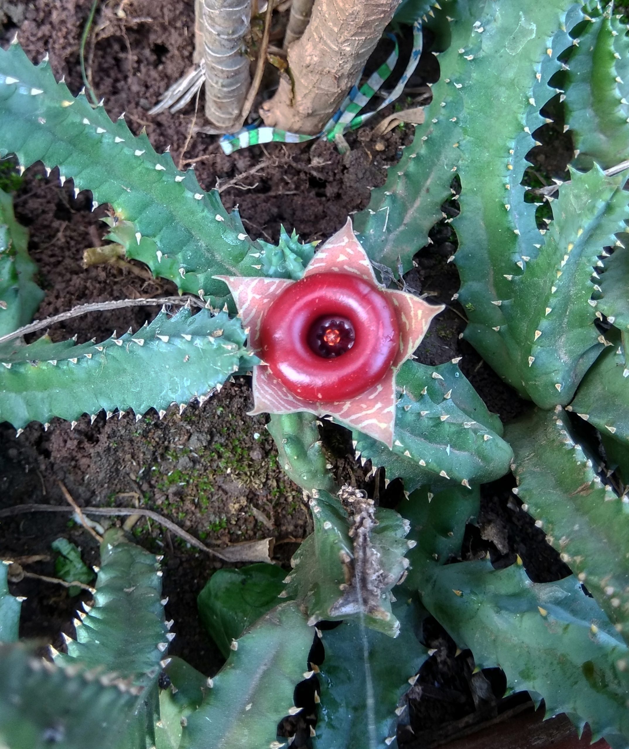 Cactus plant flower