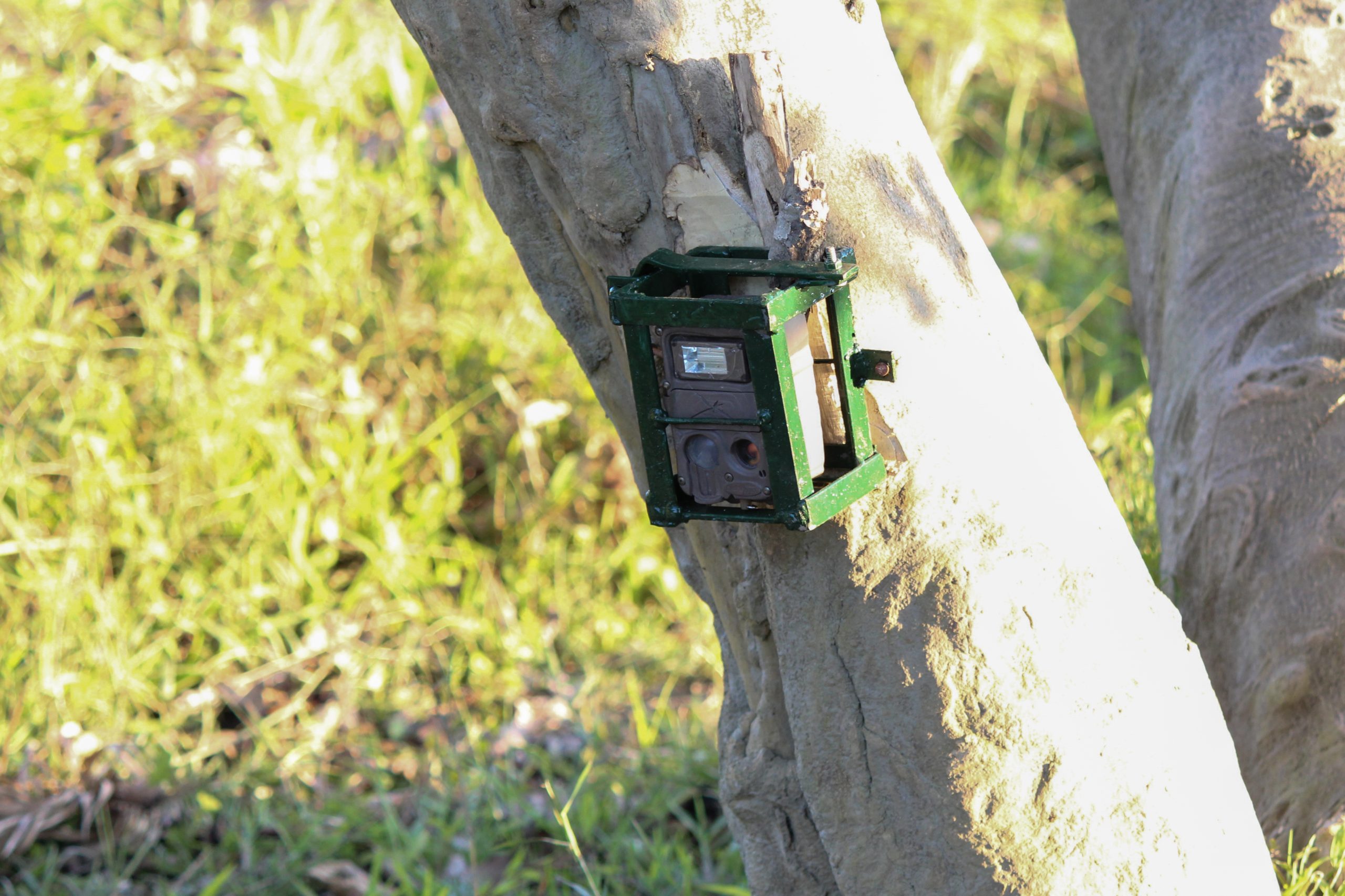 An electronic instrument on a tree