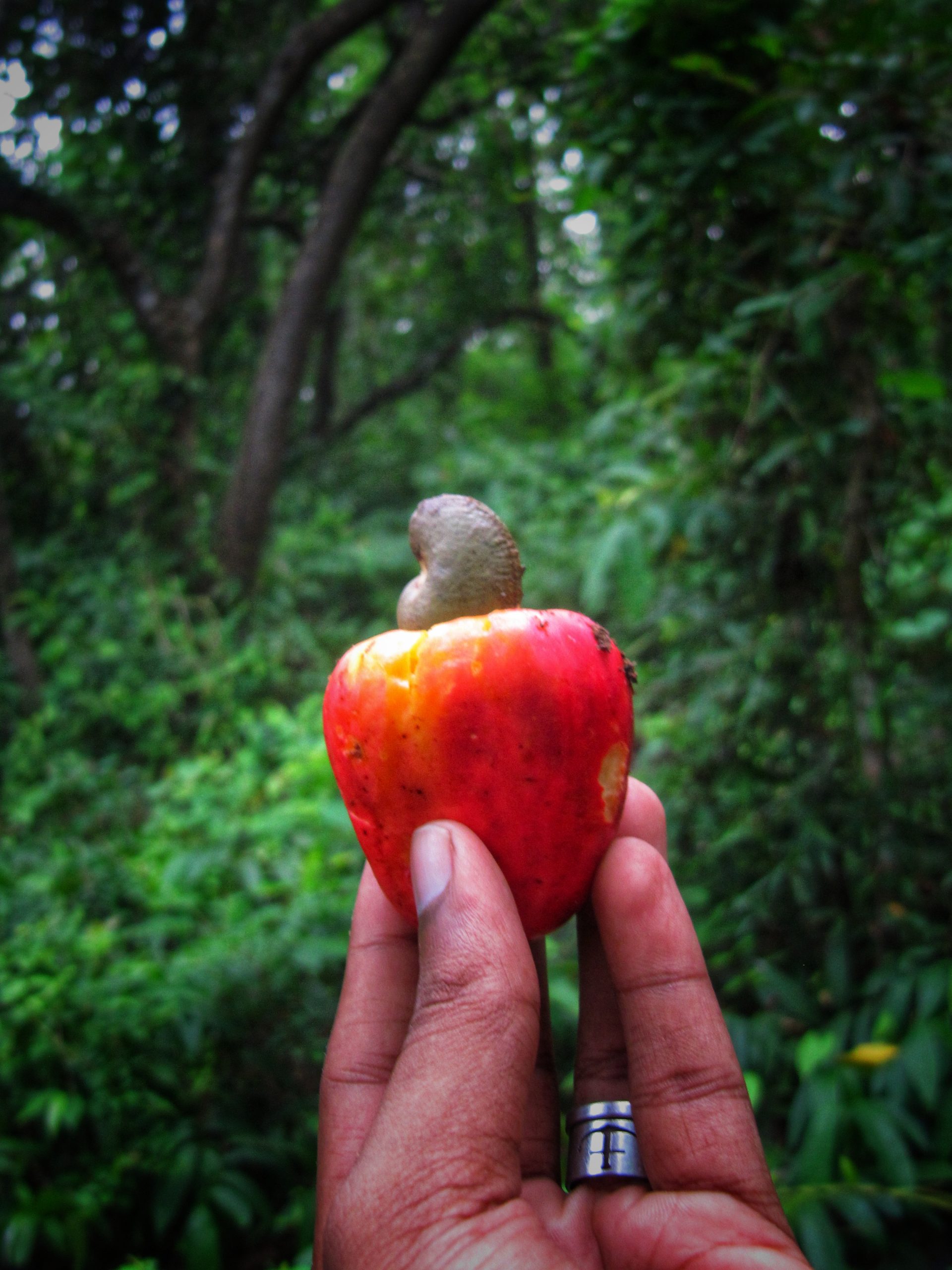 A cashew fruit