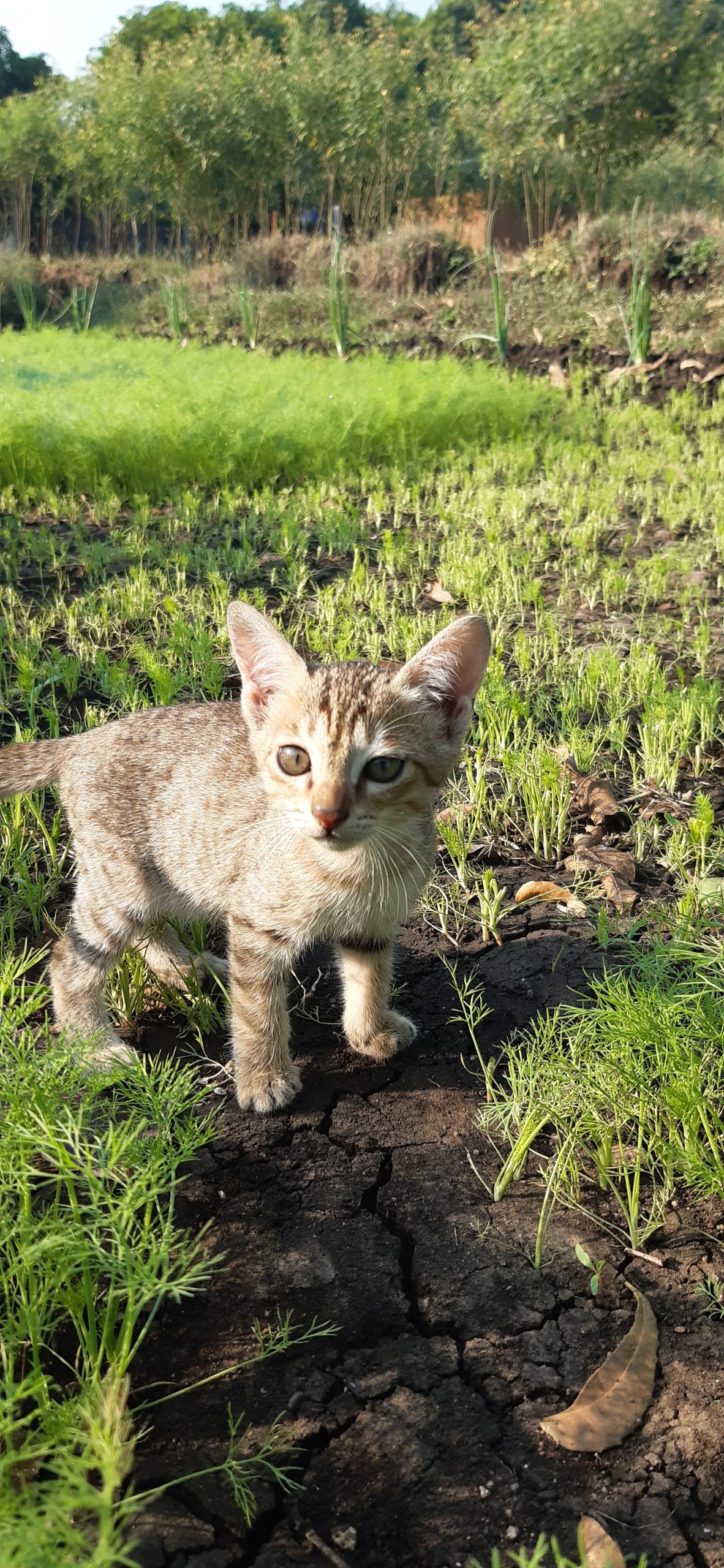 Cat in field