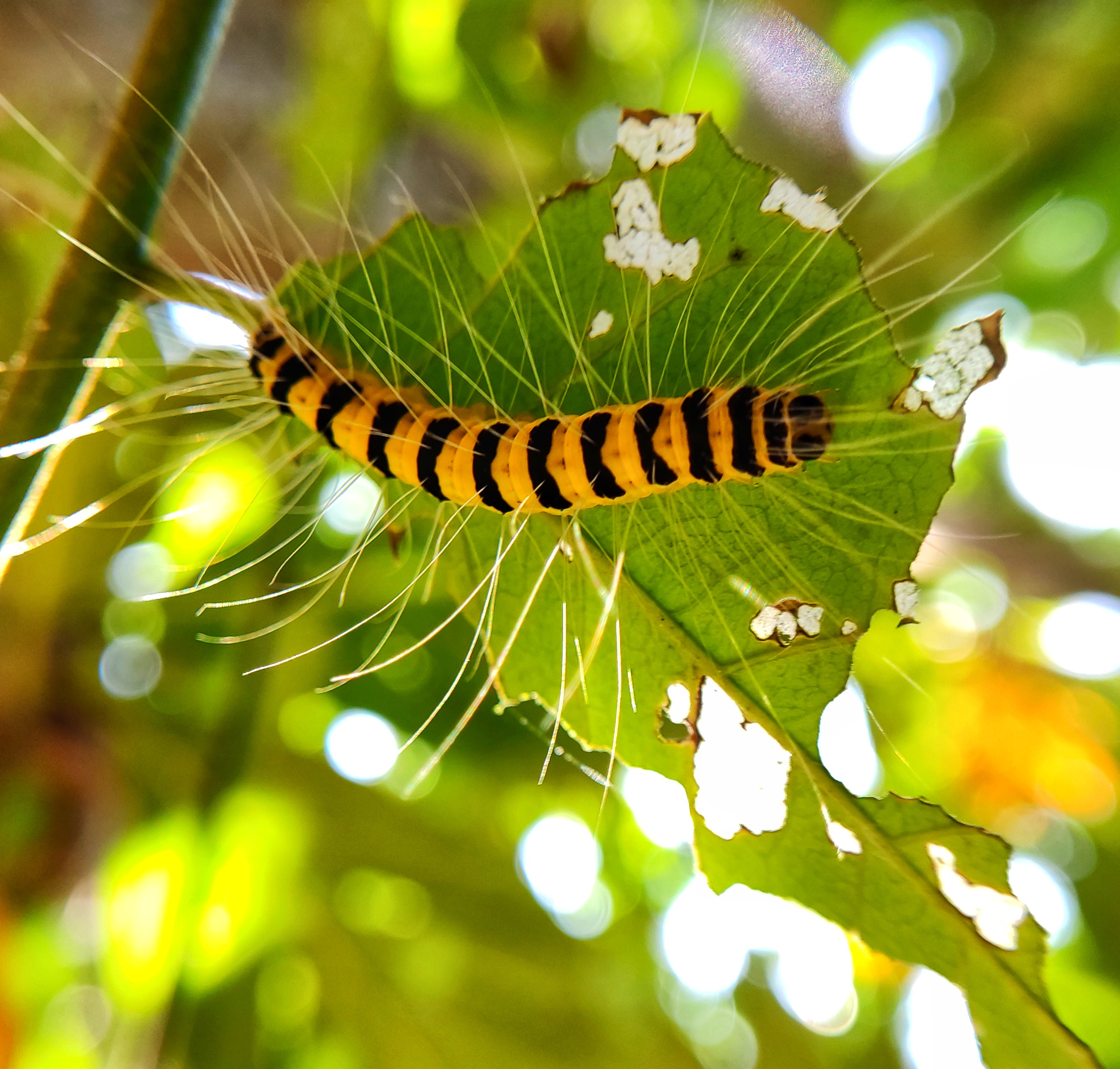 Caterpillar on leaf