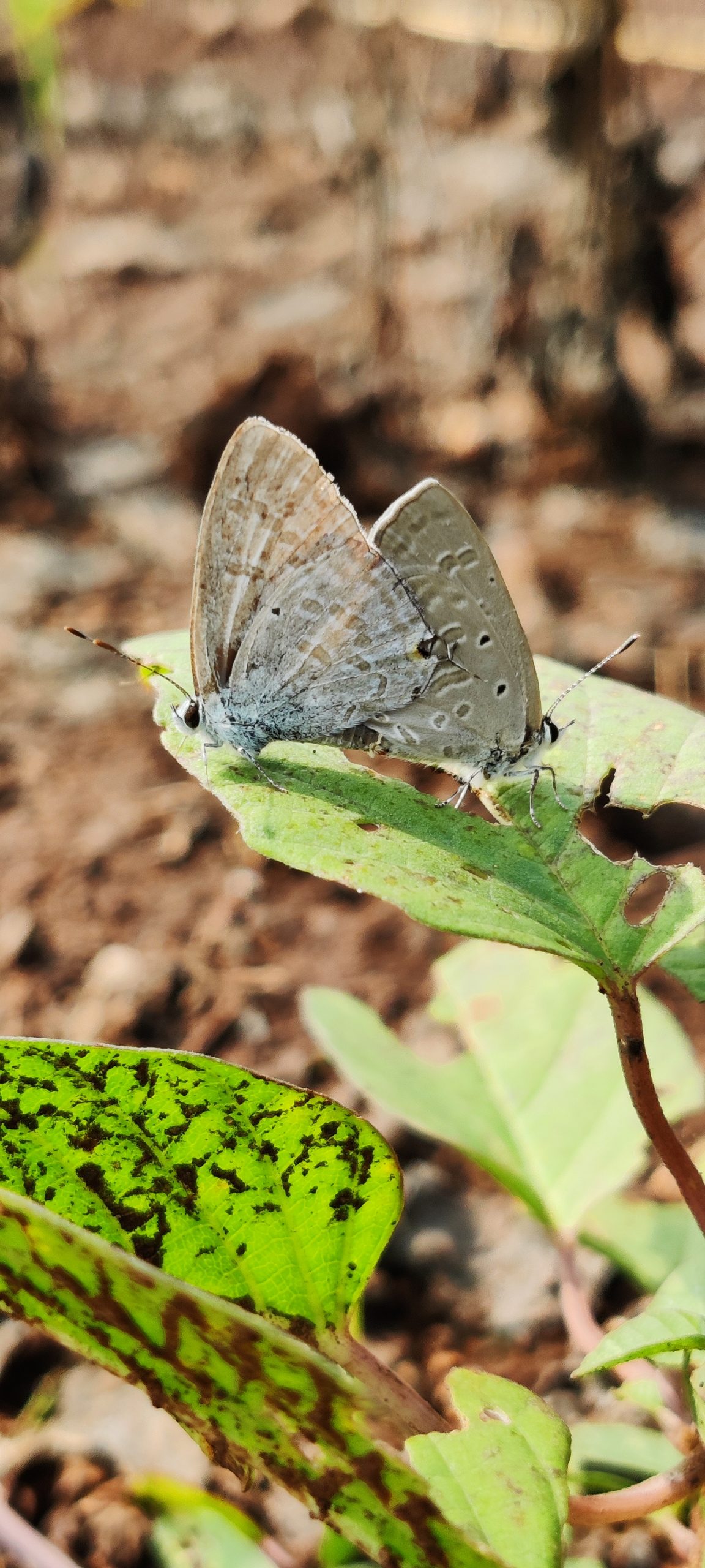 butterfly on a leaf