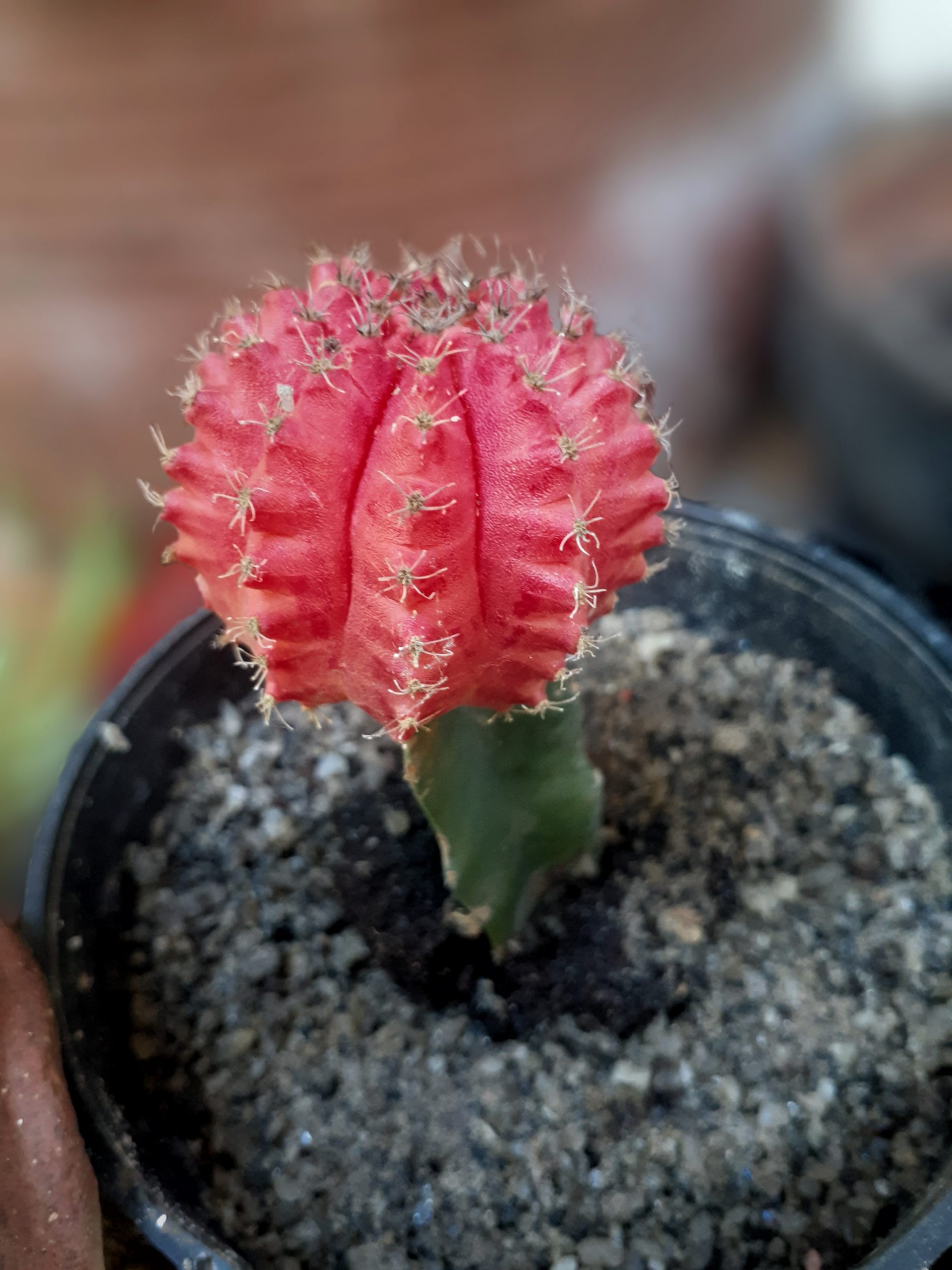 Cactus plant in plant pot