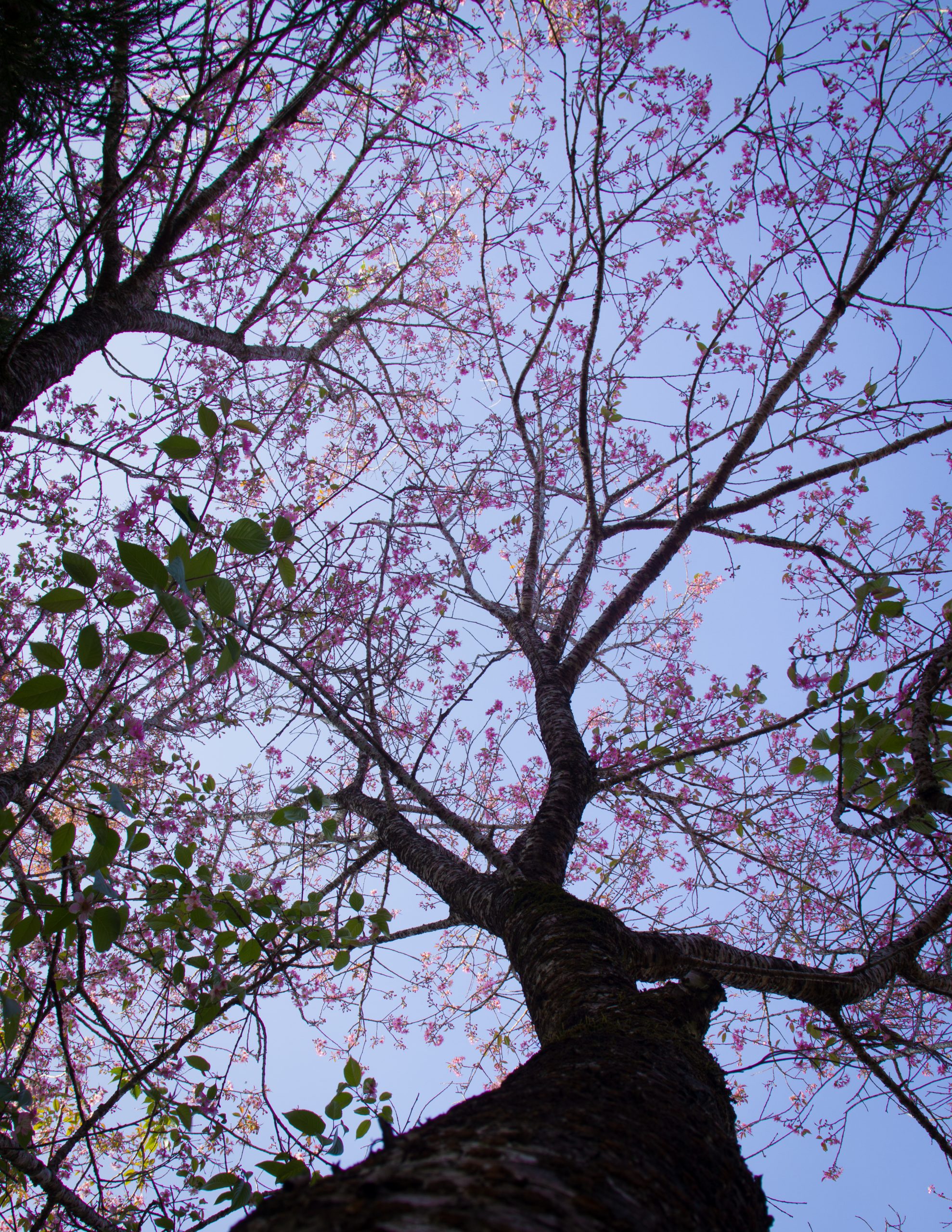 flowers on a tree