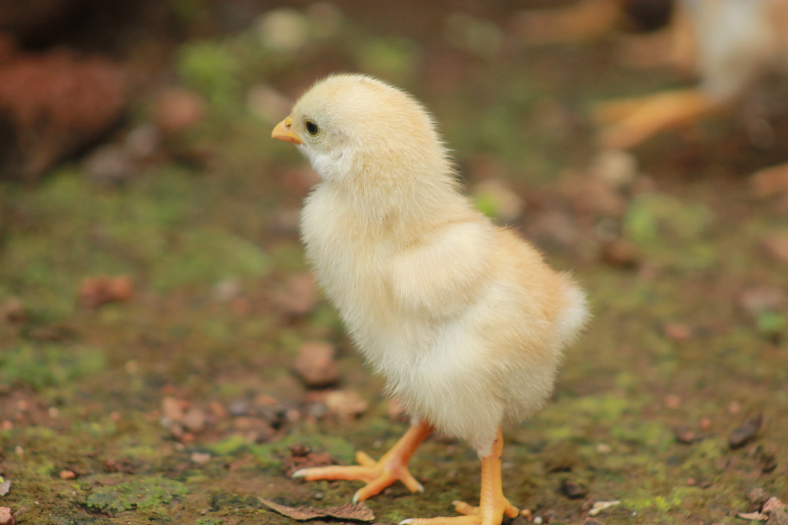 a growing chick