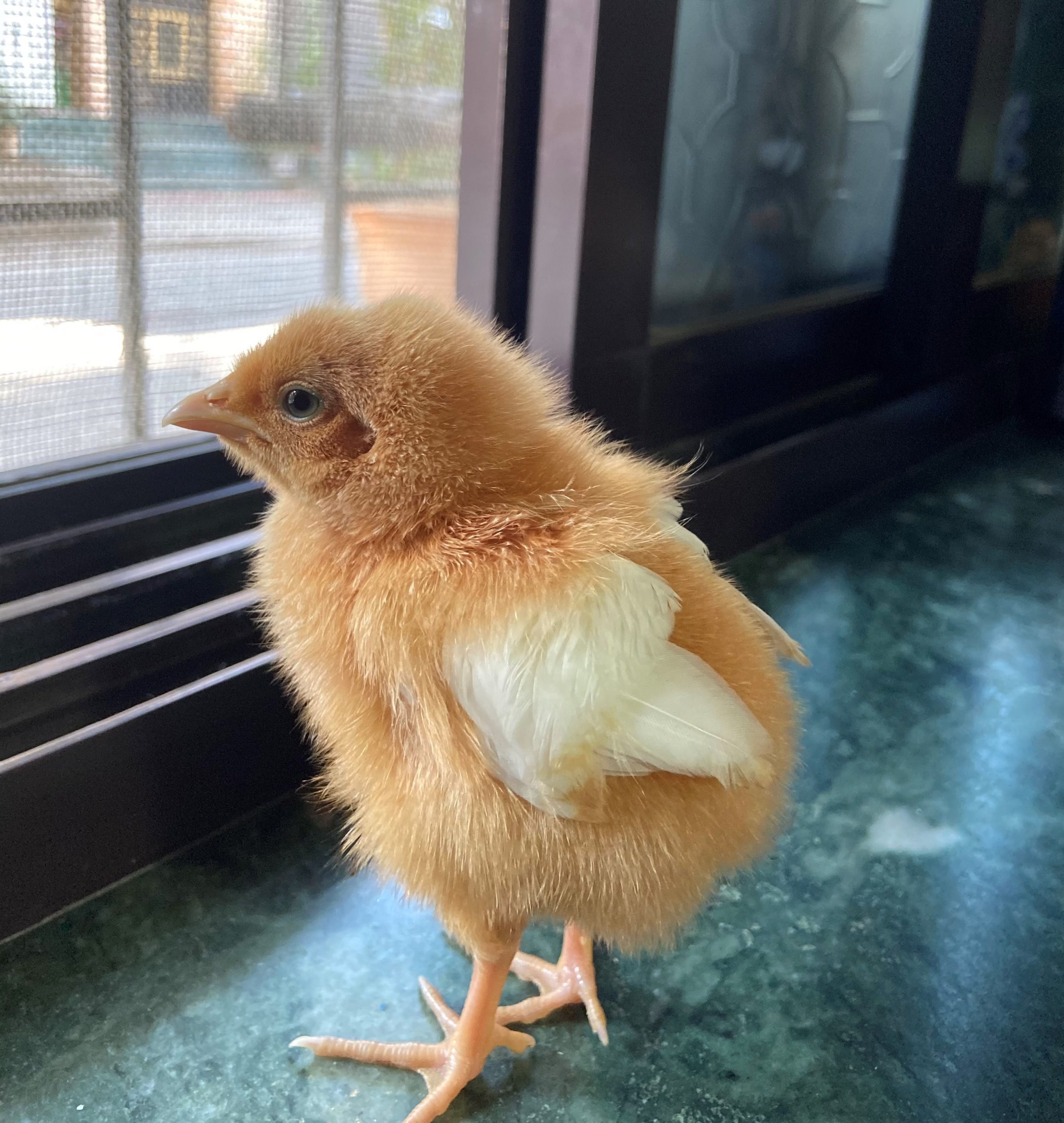 Tiny Chick in focus
