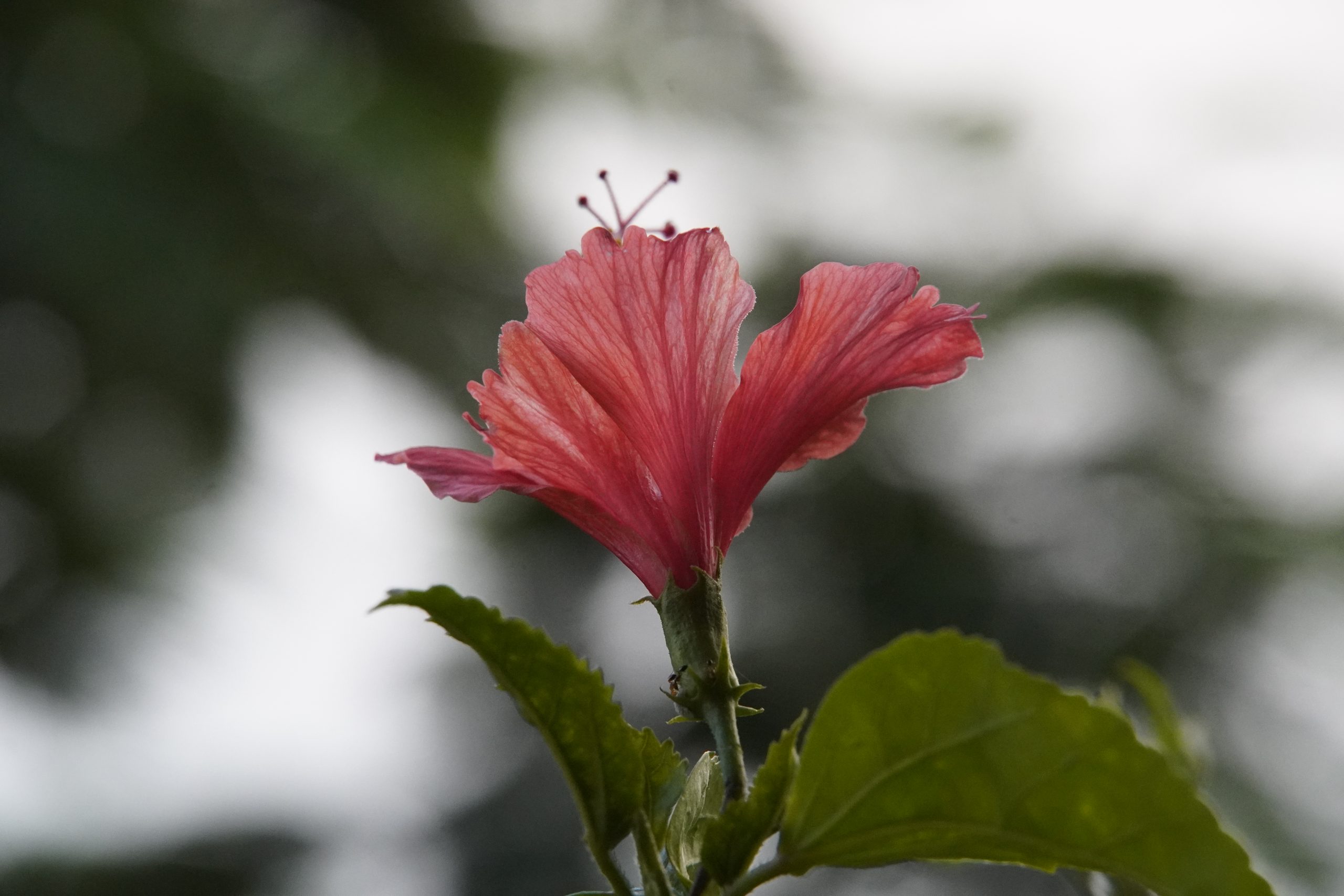 Chinese Hibiscus