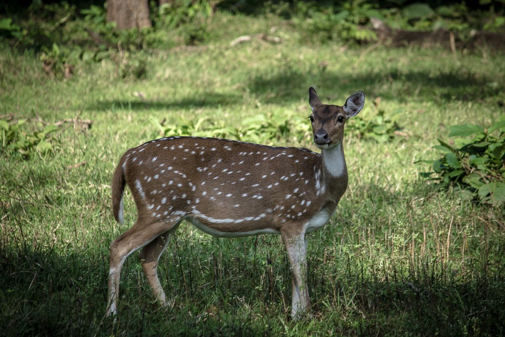 Chital Deer Staring at PixaHive