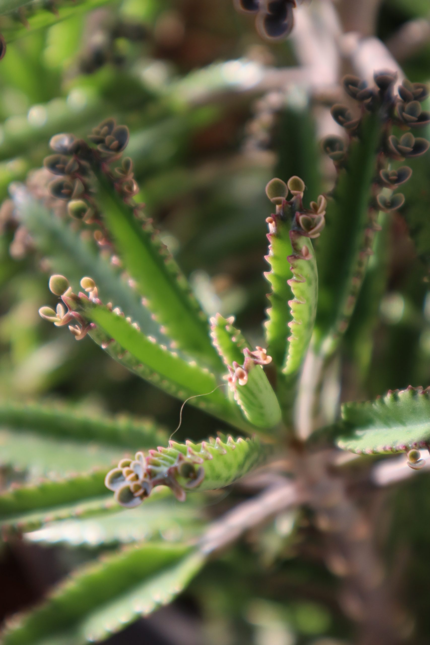 Pigmyweeds plant