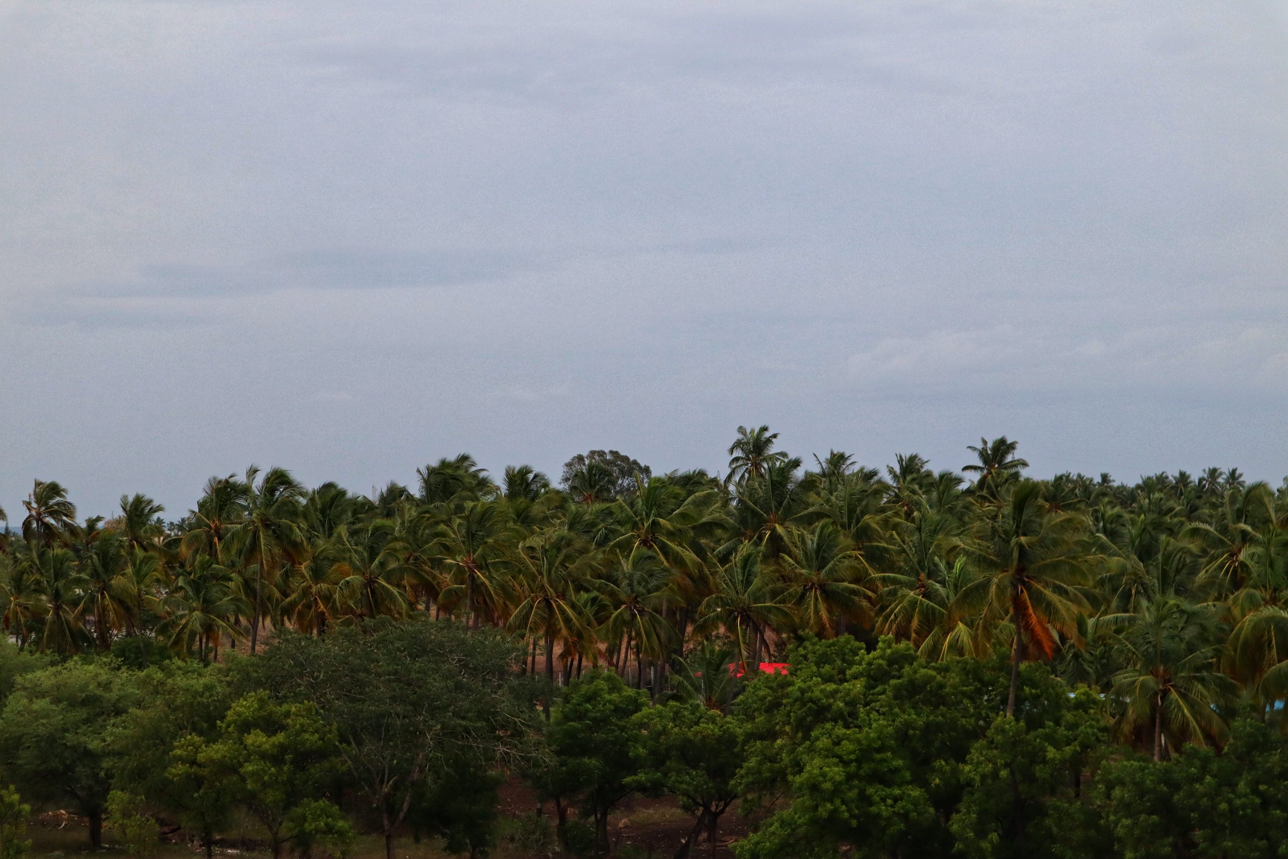 Coconut trees