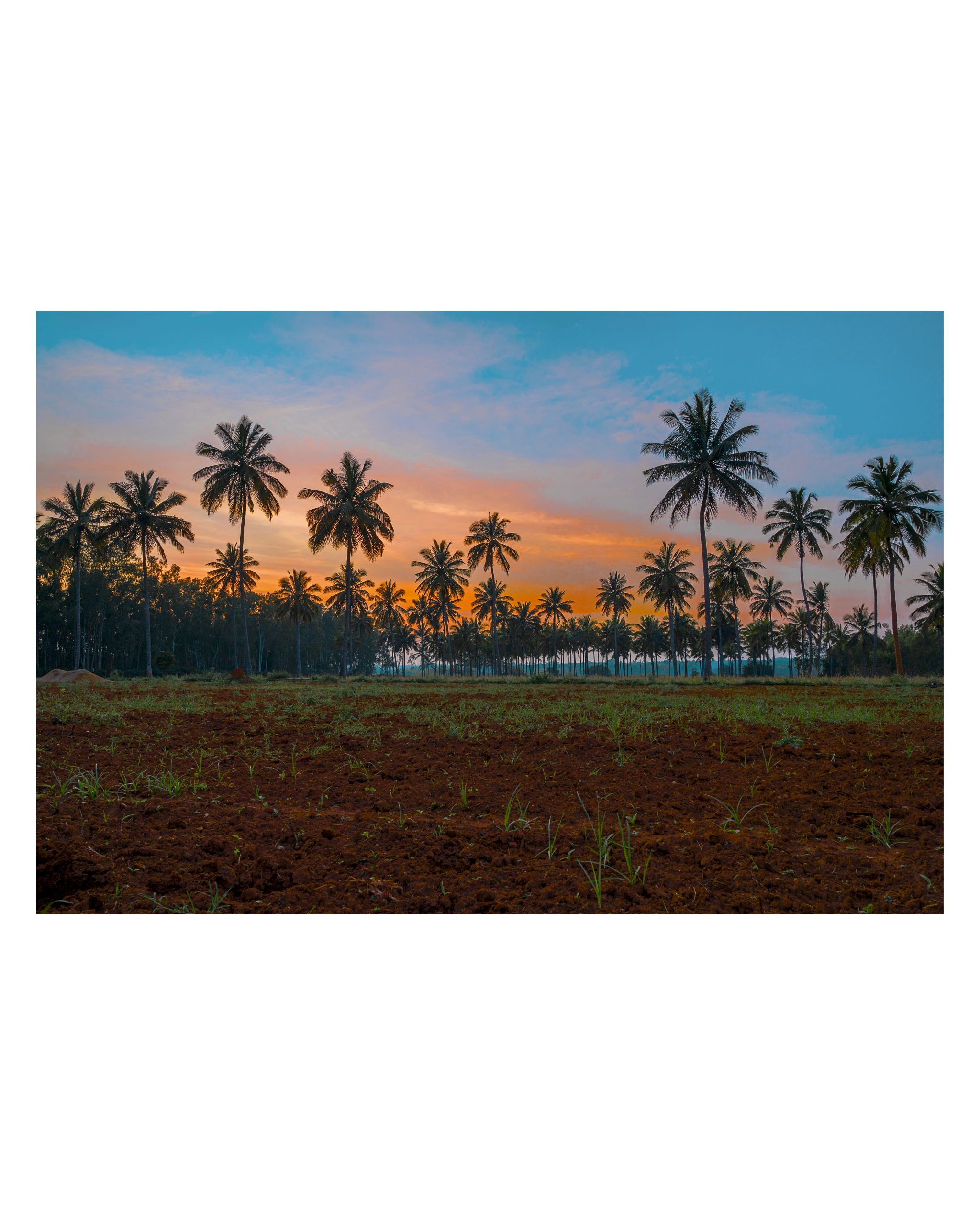 Coconut trees