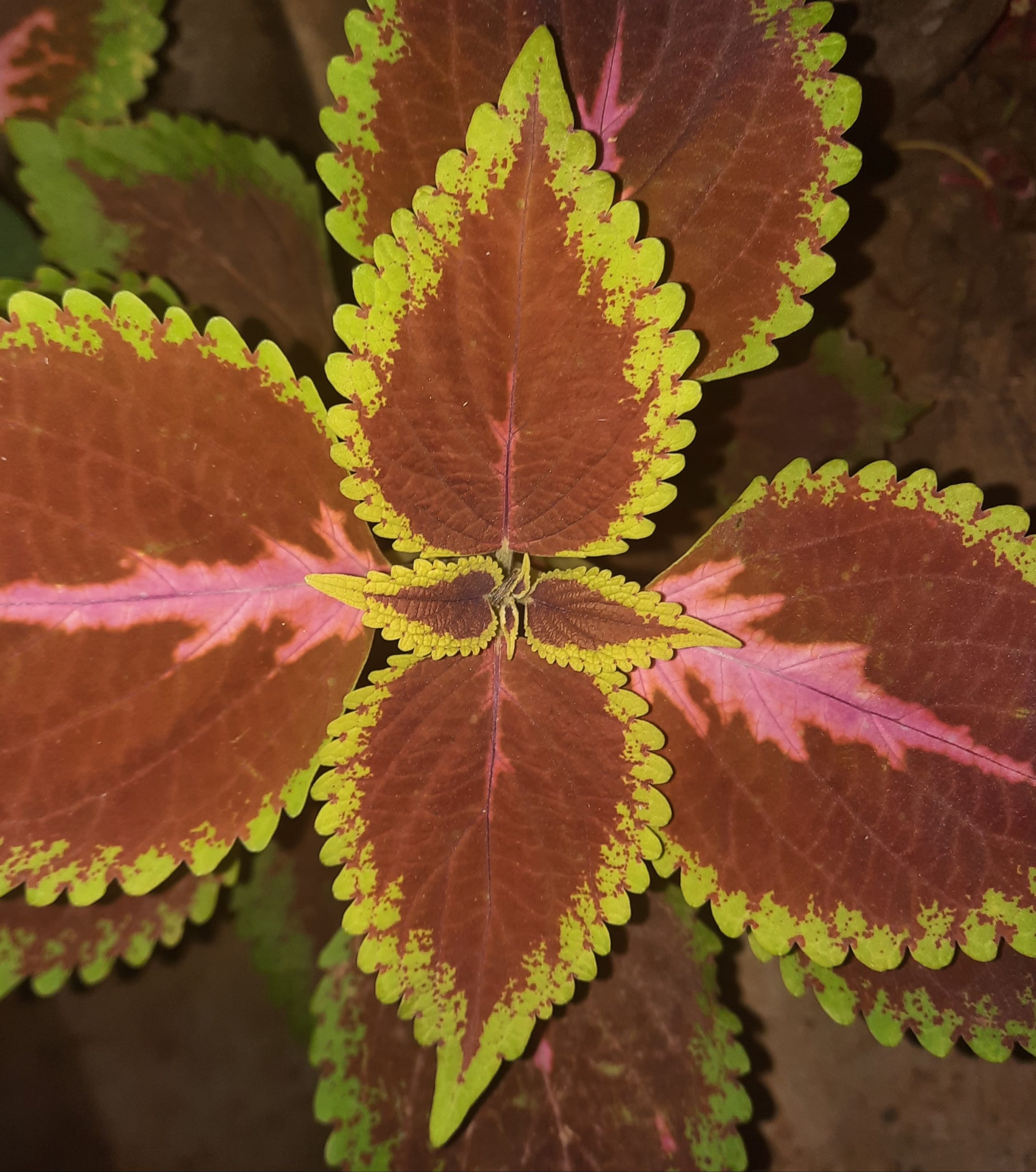 Colorful leaves of a plant