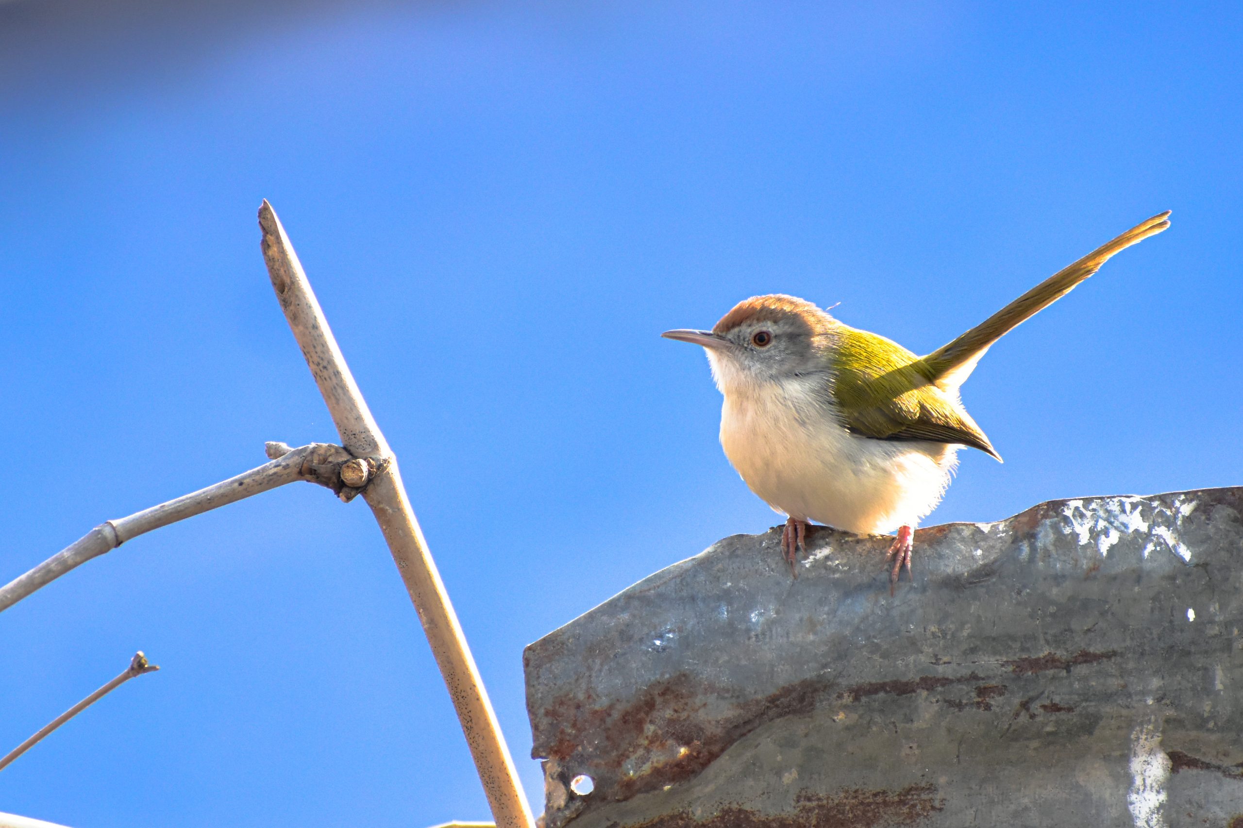 Tailor bird sitting on rock.