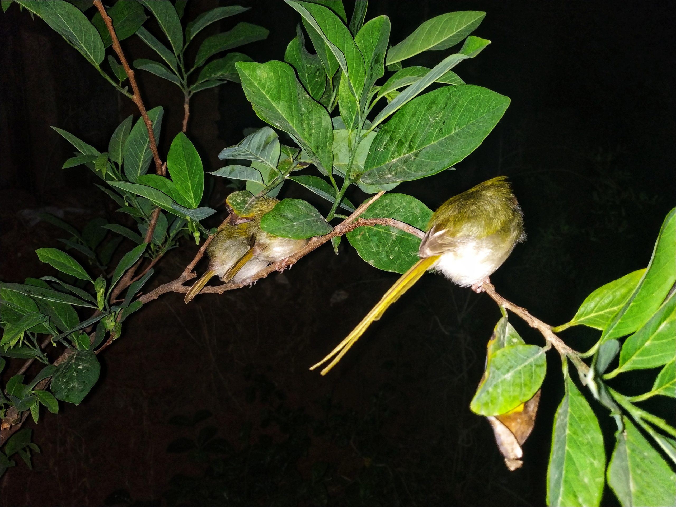 Birds sitting on tree