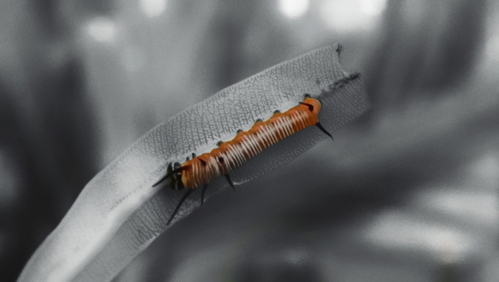 Common crow butterfly caterpillar - PixaHive