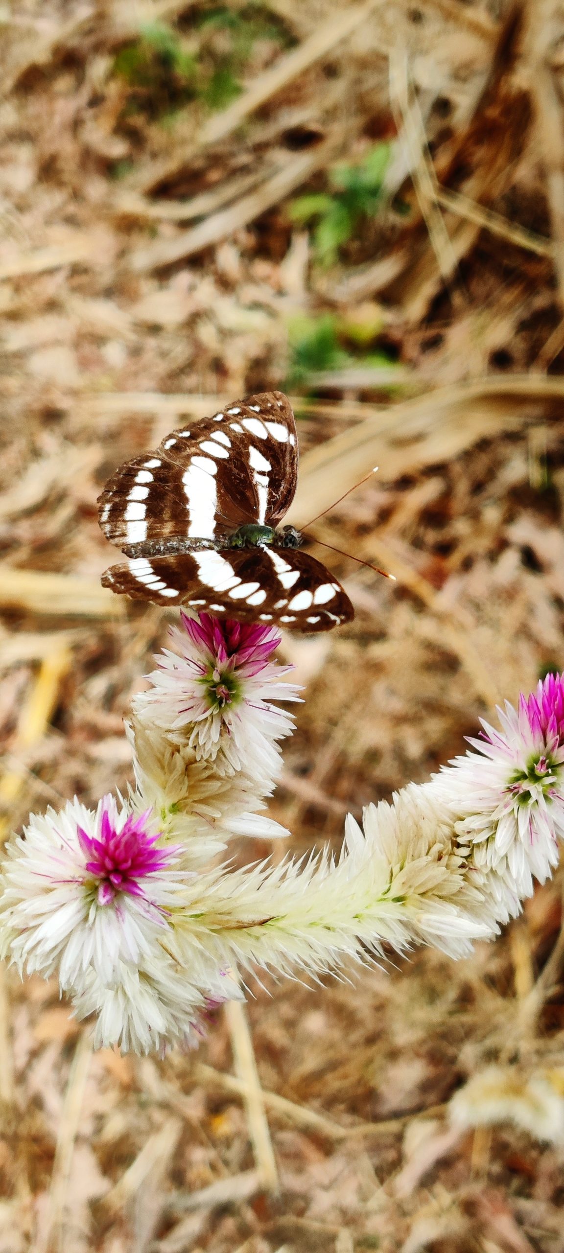 butterfly on a flower