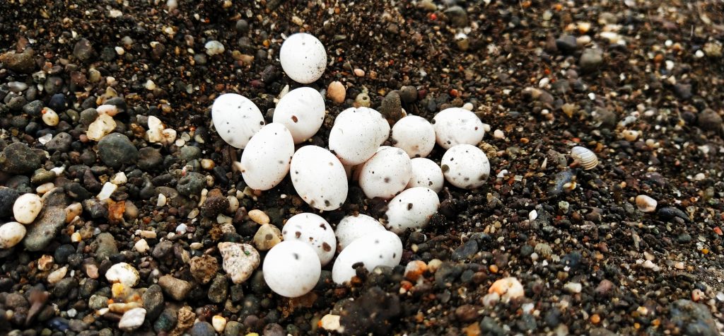 Green Anole Lizard Eggs