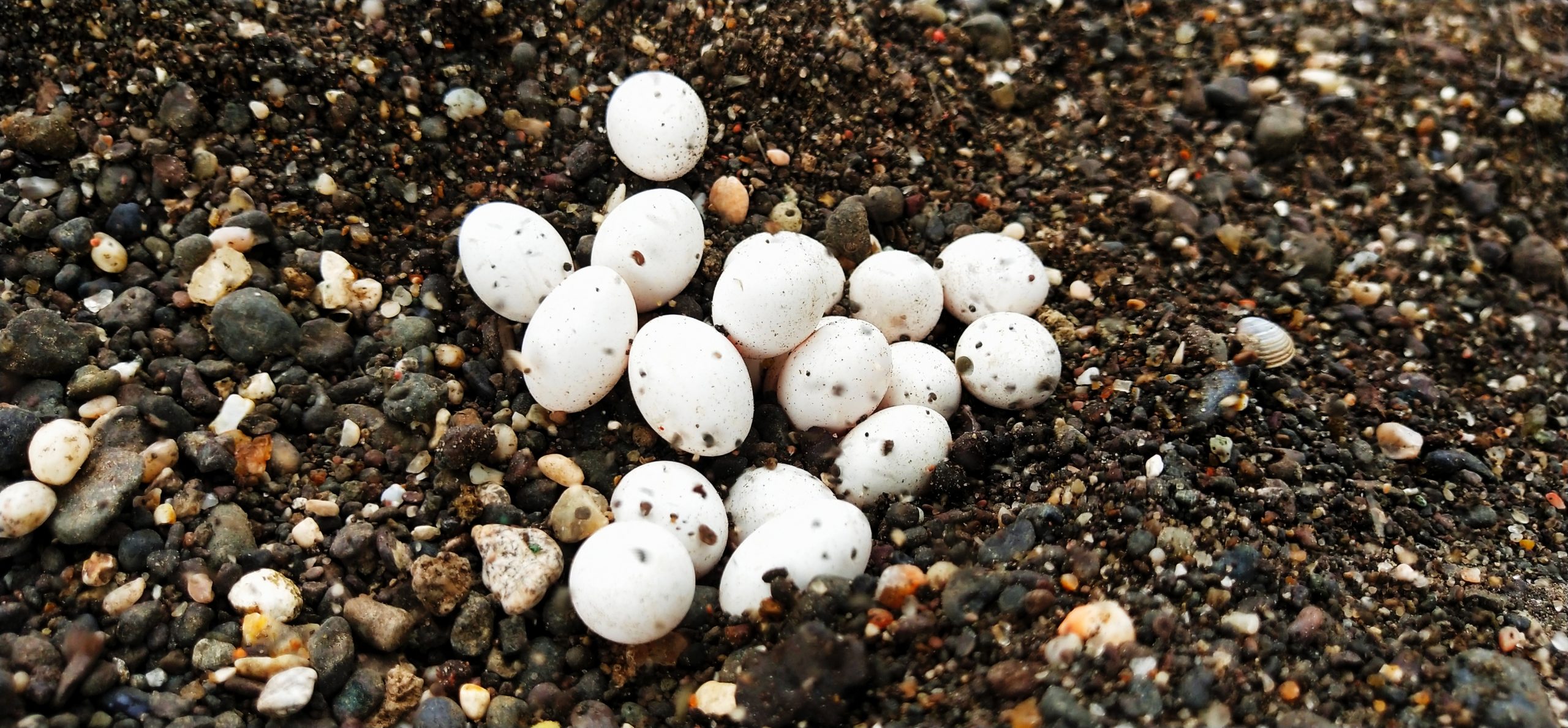 Common wall lizard eggs