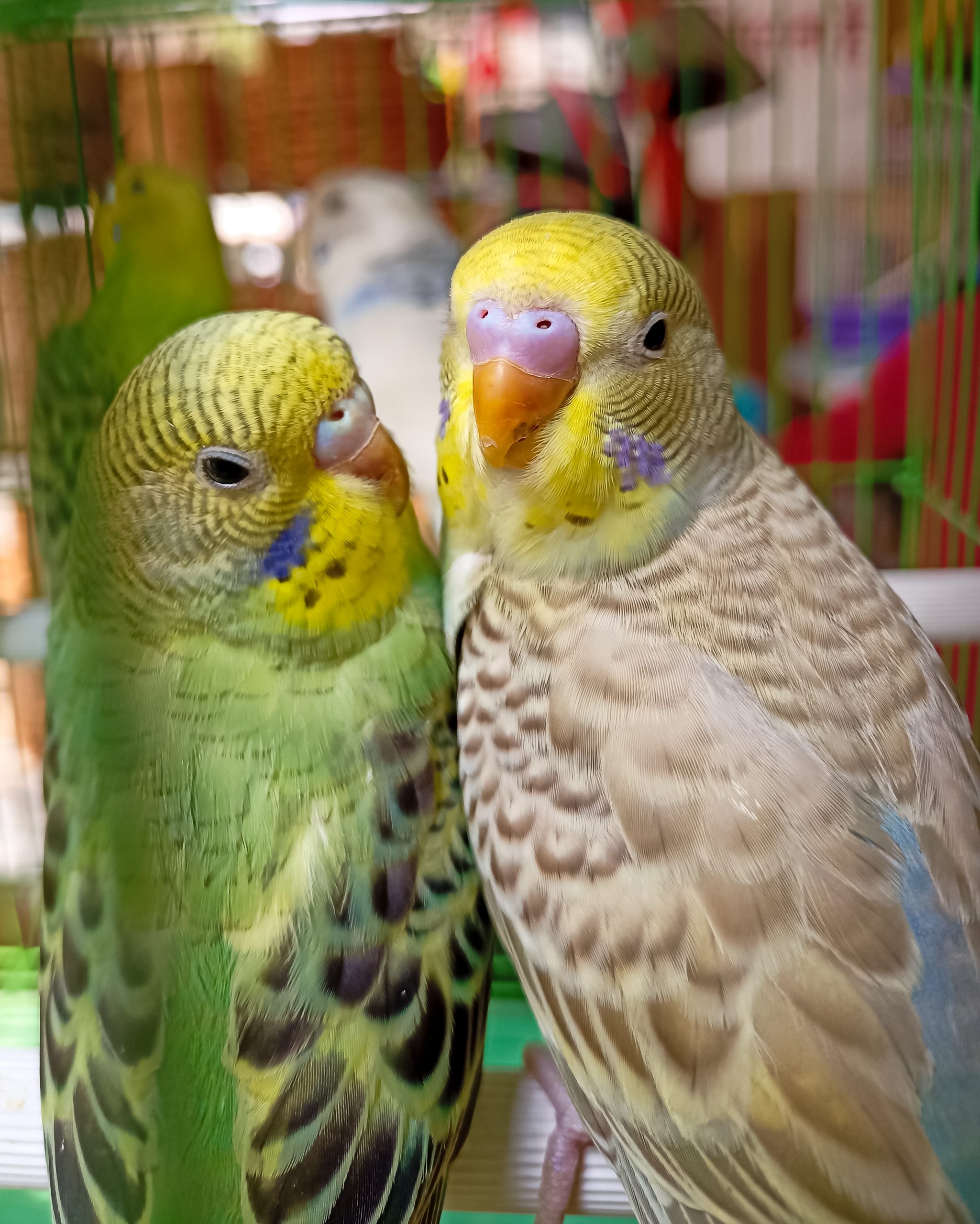 Couple birds