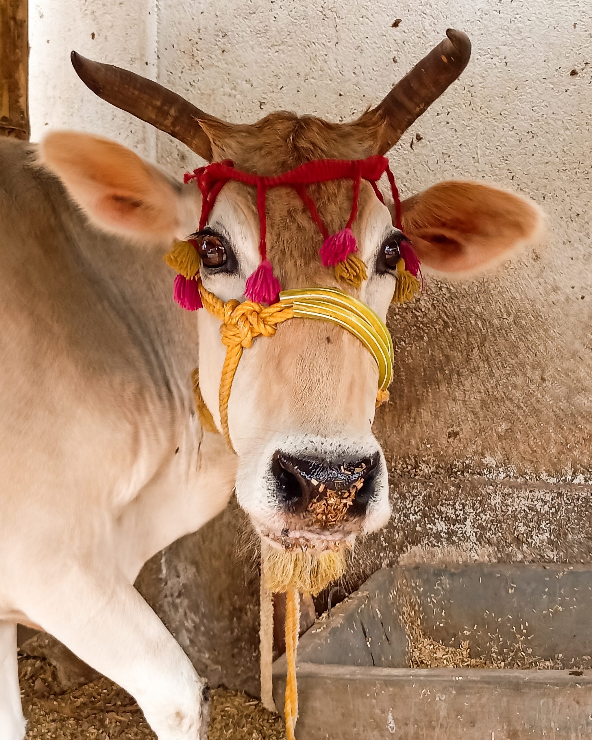 Cow Close-up