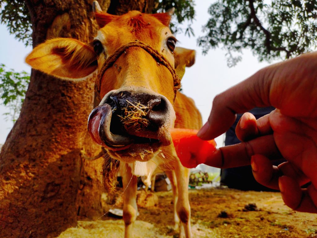 Cow With Tongue Out Pixahive