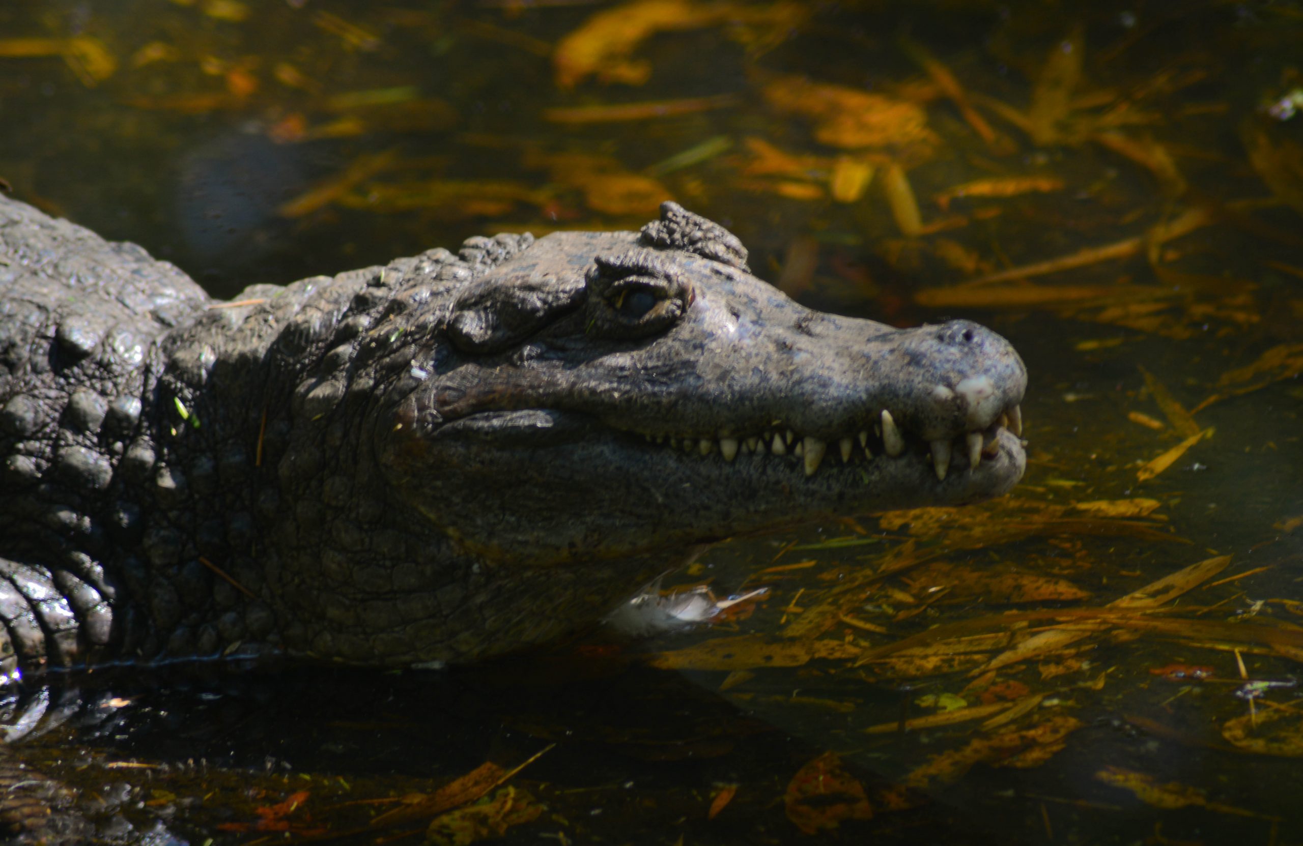 Crocodile in Pond