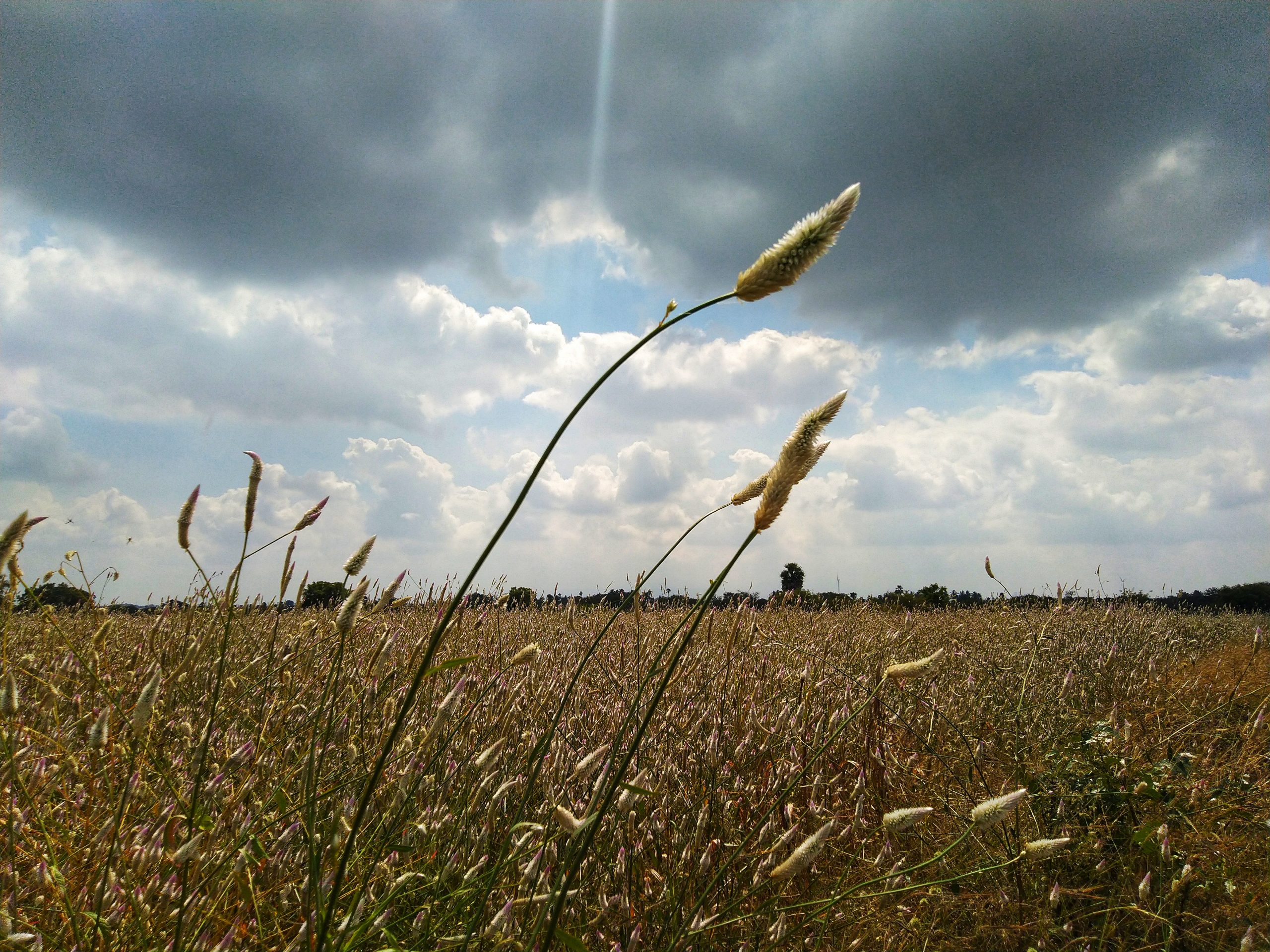 Agriculture field