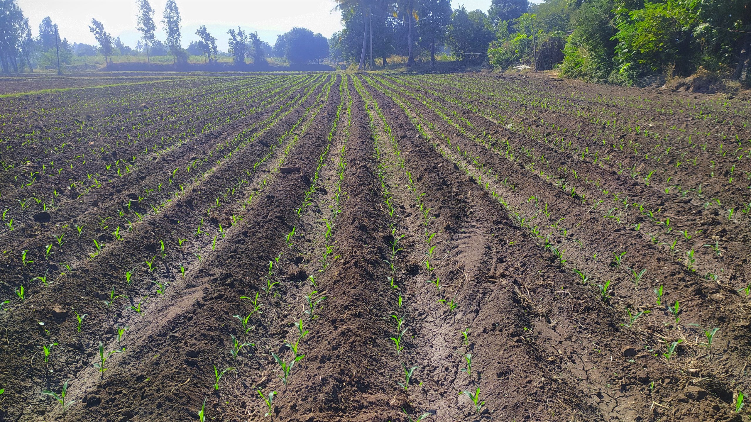 crops in field