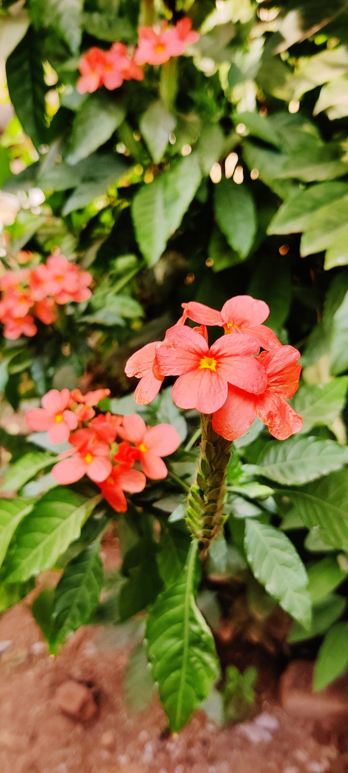 Flowering plant